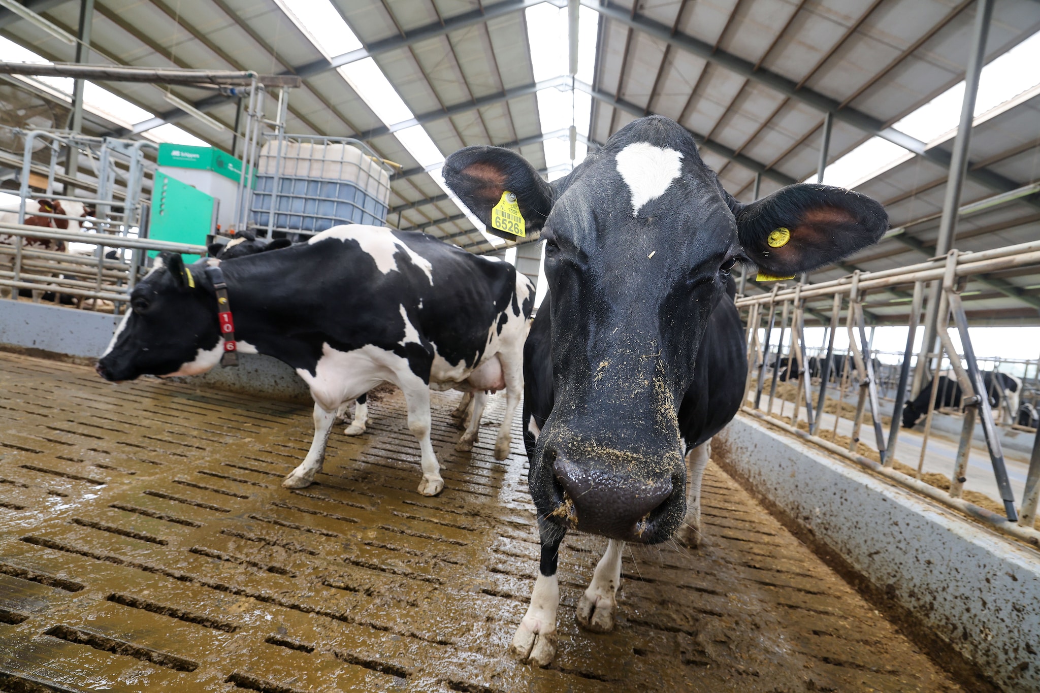 Melkkoeien op een boerenbedrijf in Bladel (NBr). Bert Jansen/Fotopersburo Bert Ja