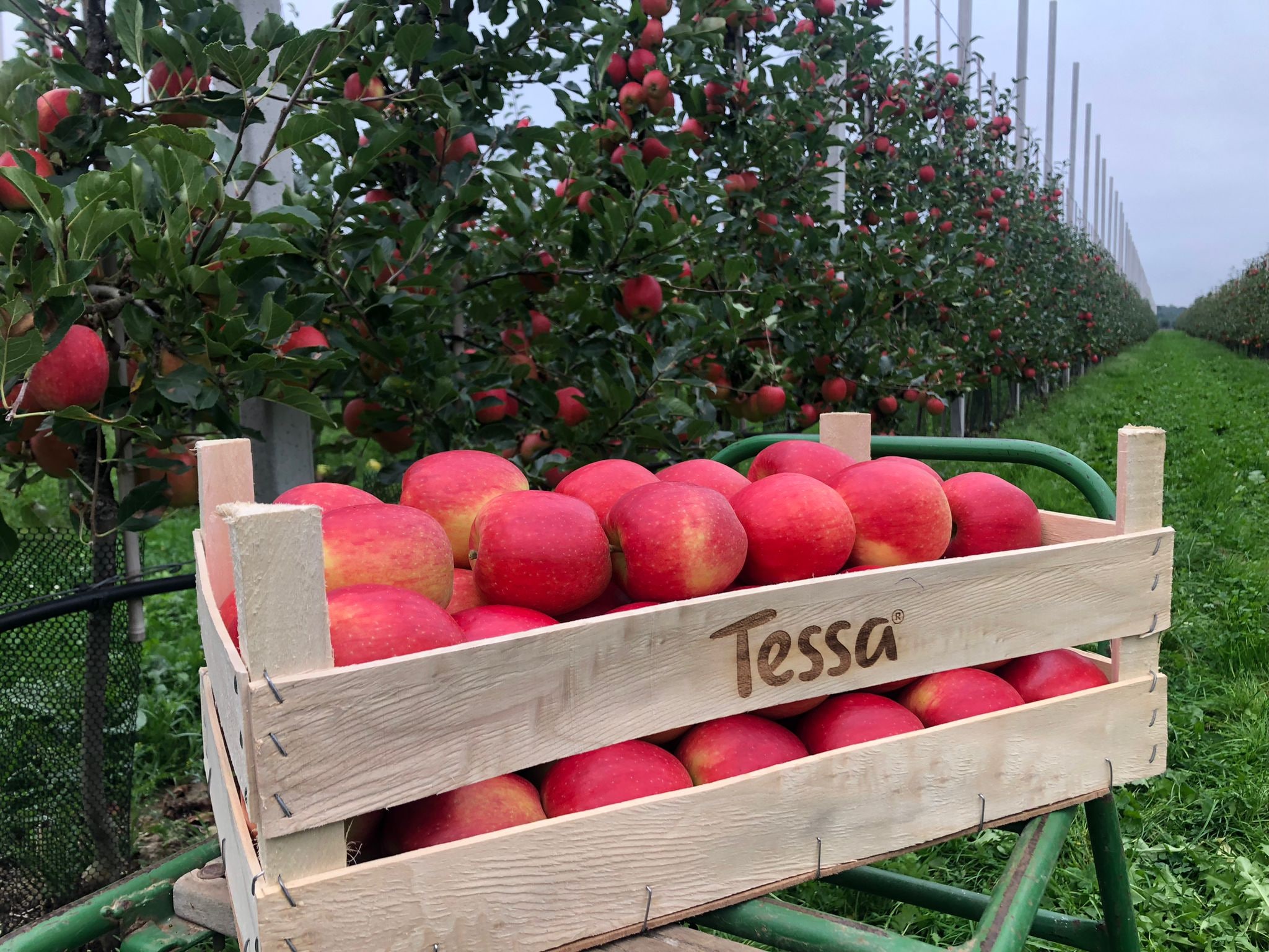 Vergeet De Pink Lady De Knalrode Appel Van Mark Het Land