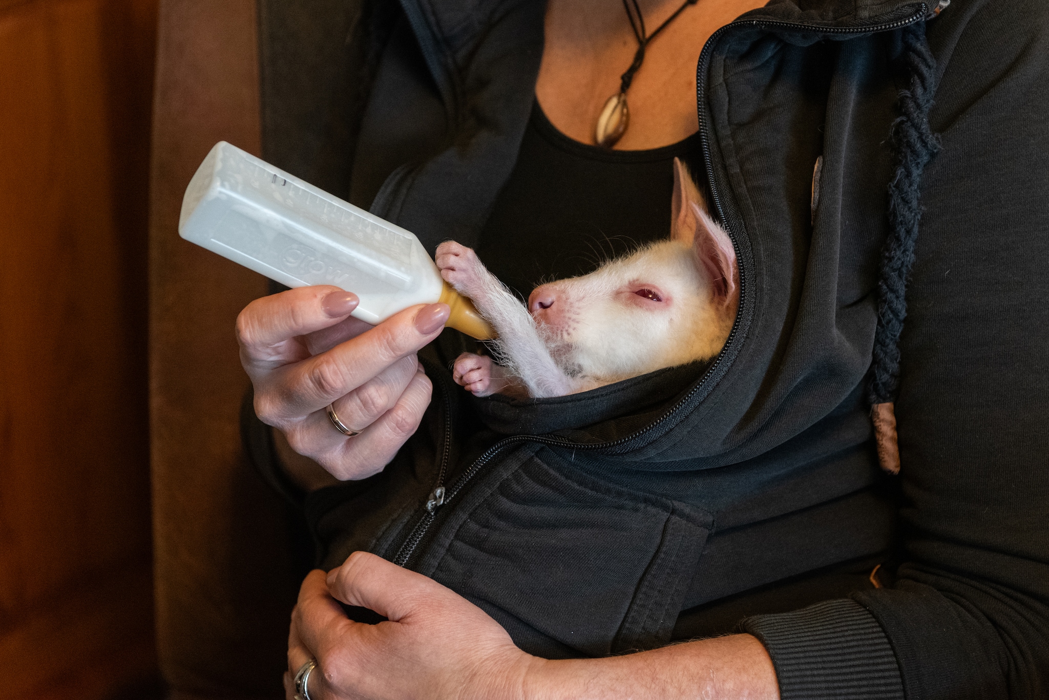 Anja Bosch geeft een albino-wallaby de fles. Als hobby houdt ze de kleine kangoeroesoort. Cees Wouda