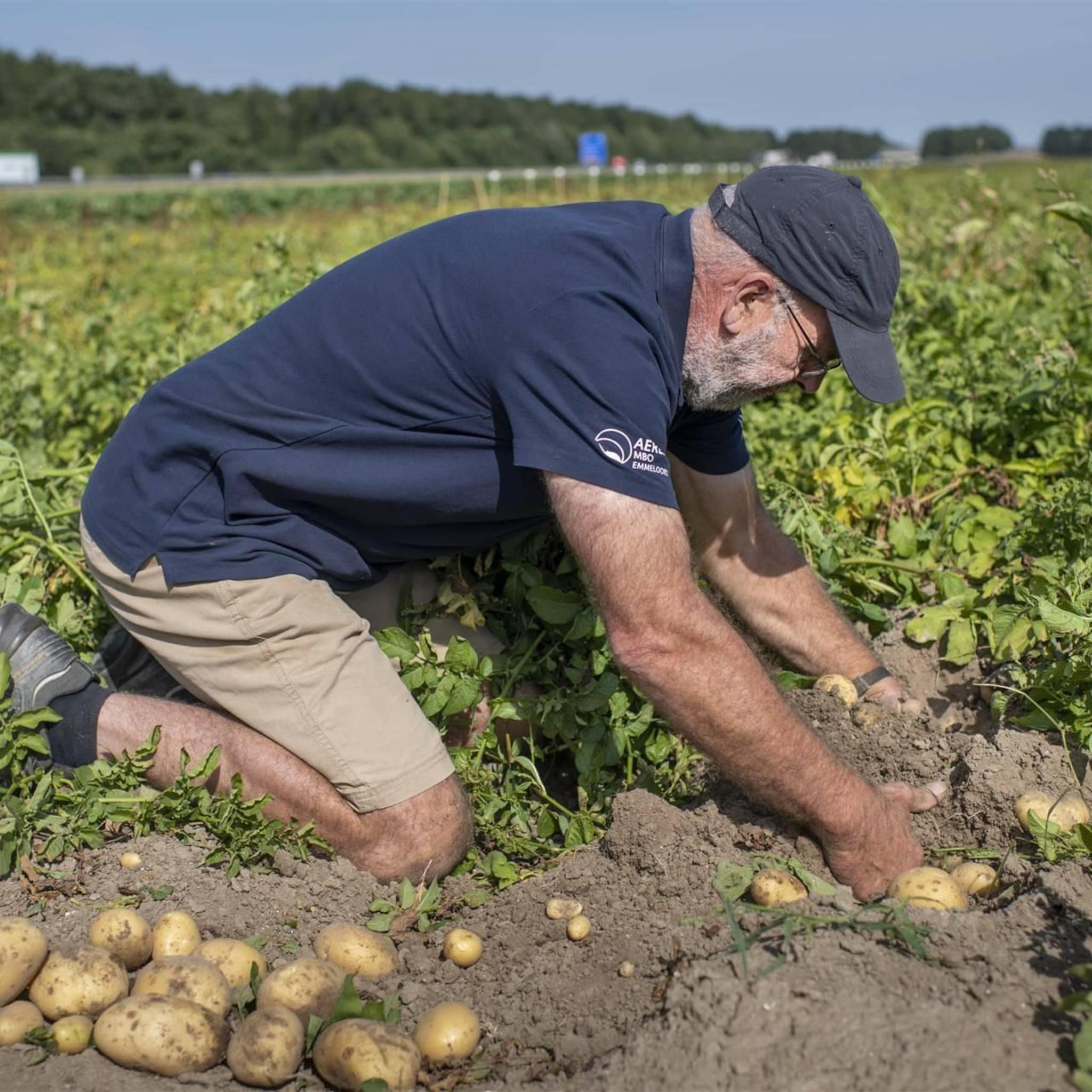 aardappel moet na twee weken uitstel echt uit de grond