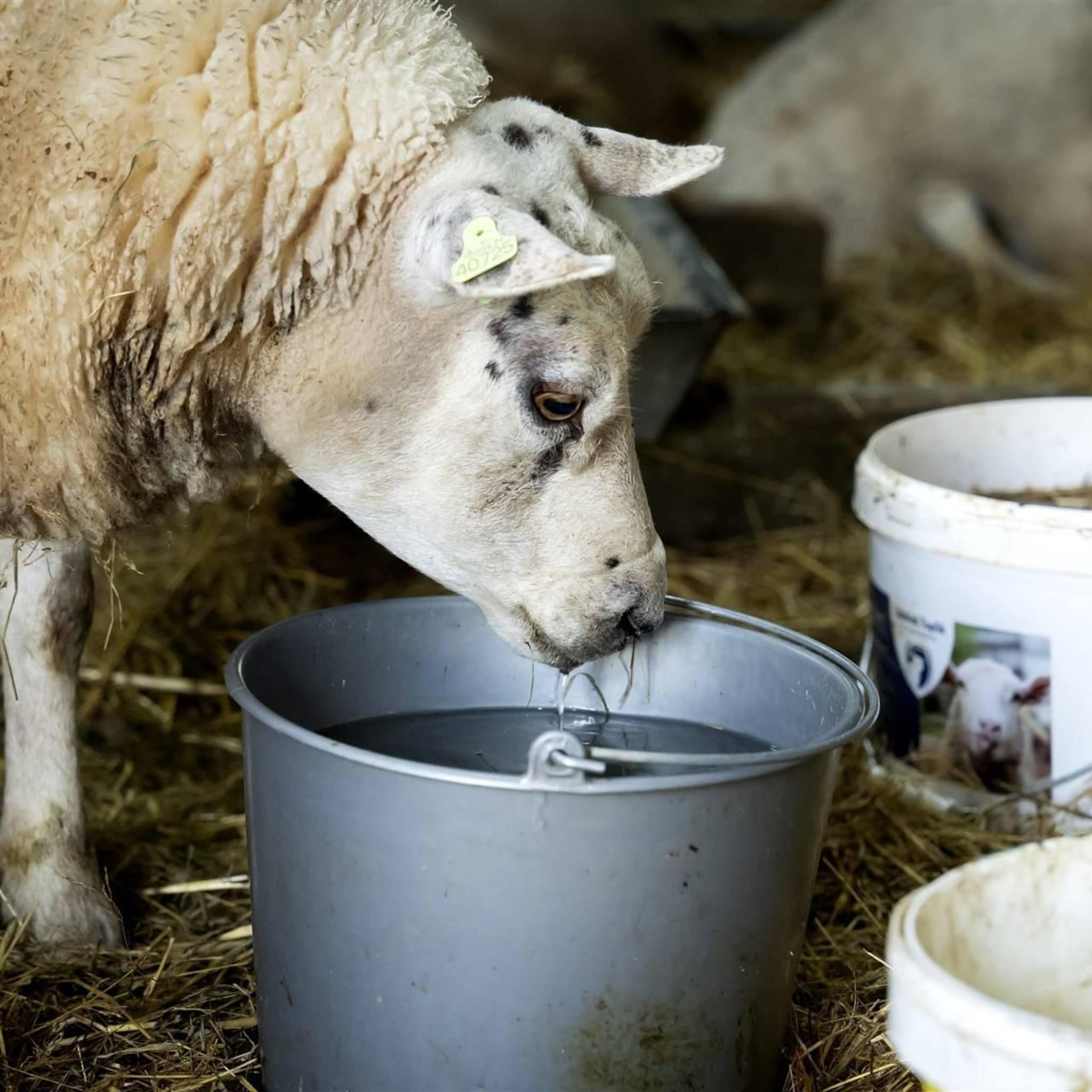 blauwtong duikt ook op in belgie