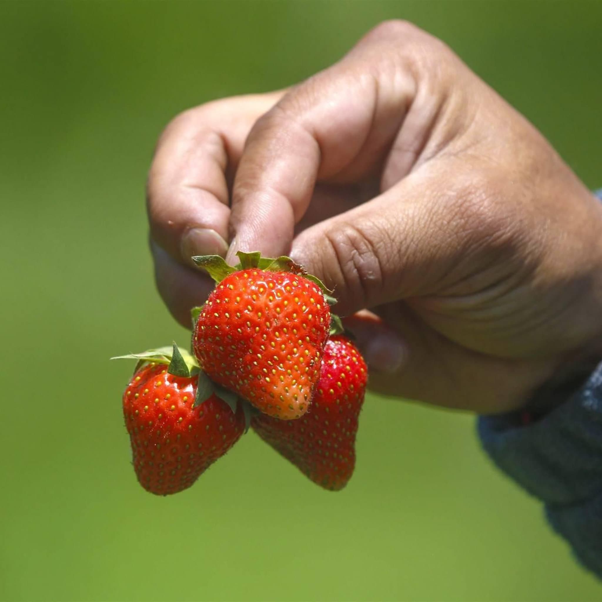 bio sector wil verplichte etikettering voor gmo van voedsel