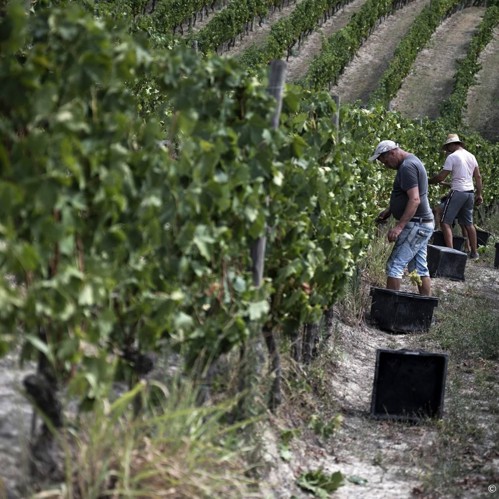 schimmels zitten italiaanse wijnboeren dwars na hevige regenbuien