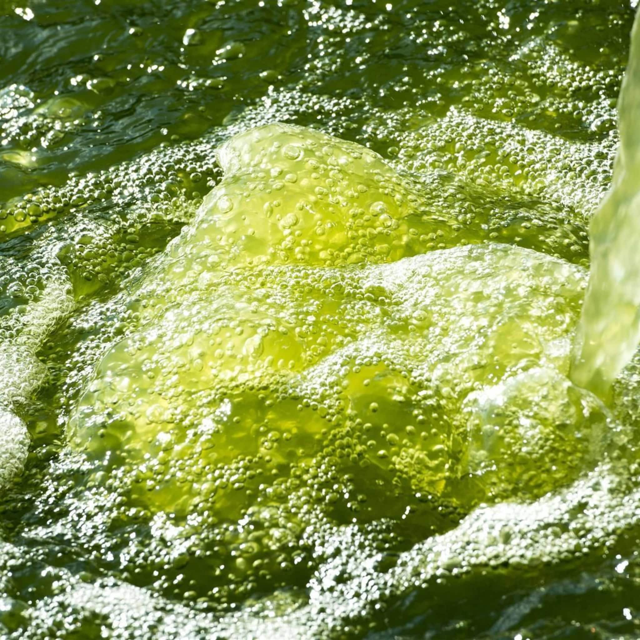 miljoeneninvestering in veenendaalse algenkweker