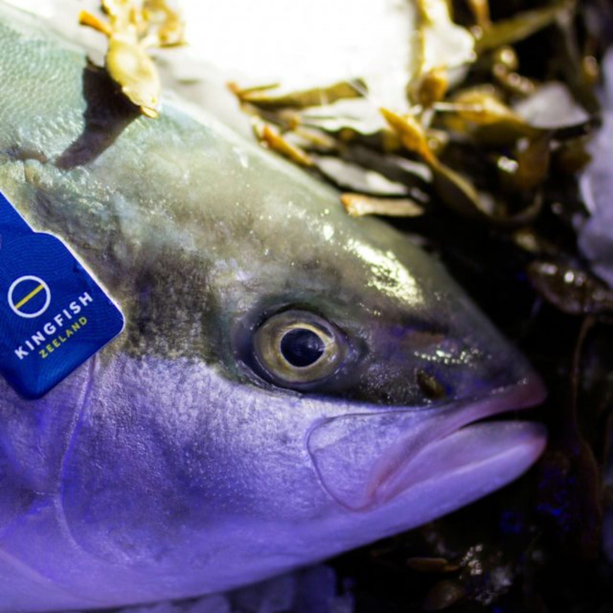 kingfish zeeland kweekt vis van de toekomst