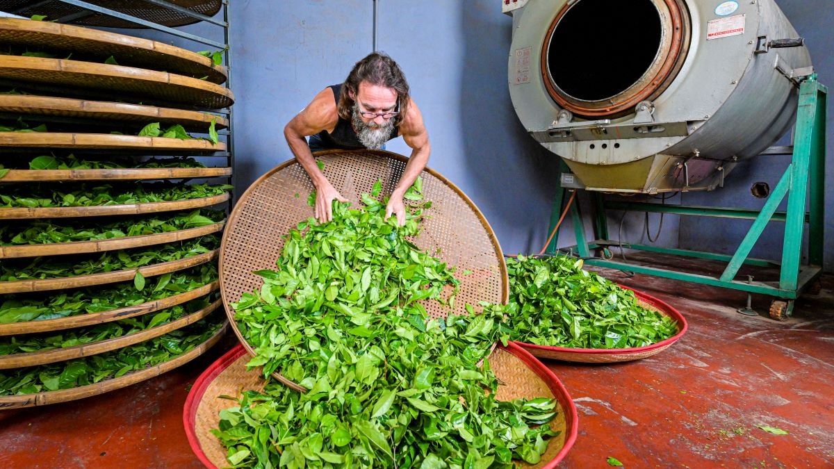 Frank Verboven van Localtea in Zundert verzamelt de bladeren van de laatste oogst om die te gaan bewerken tot thee. In Albasserdam wordt de thee in zakjes gestopt om daarna in de schappen van de supermarkt te belanden. Foto: Pix4Profs/Peter Braakmann
