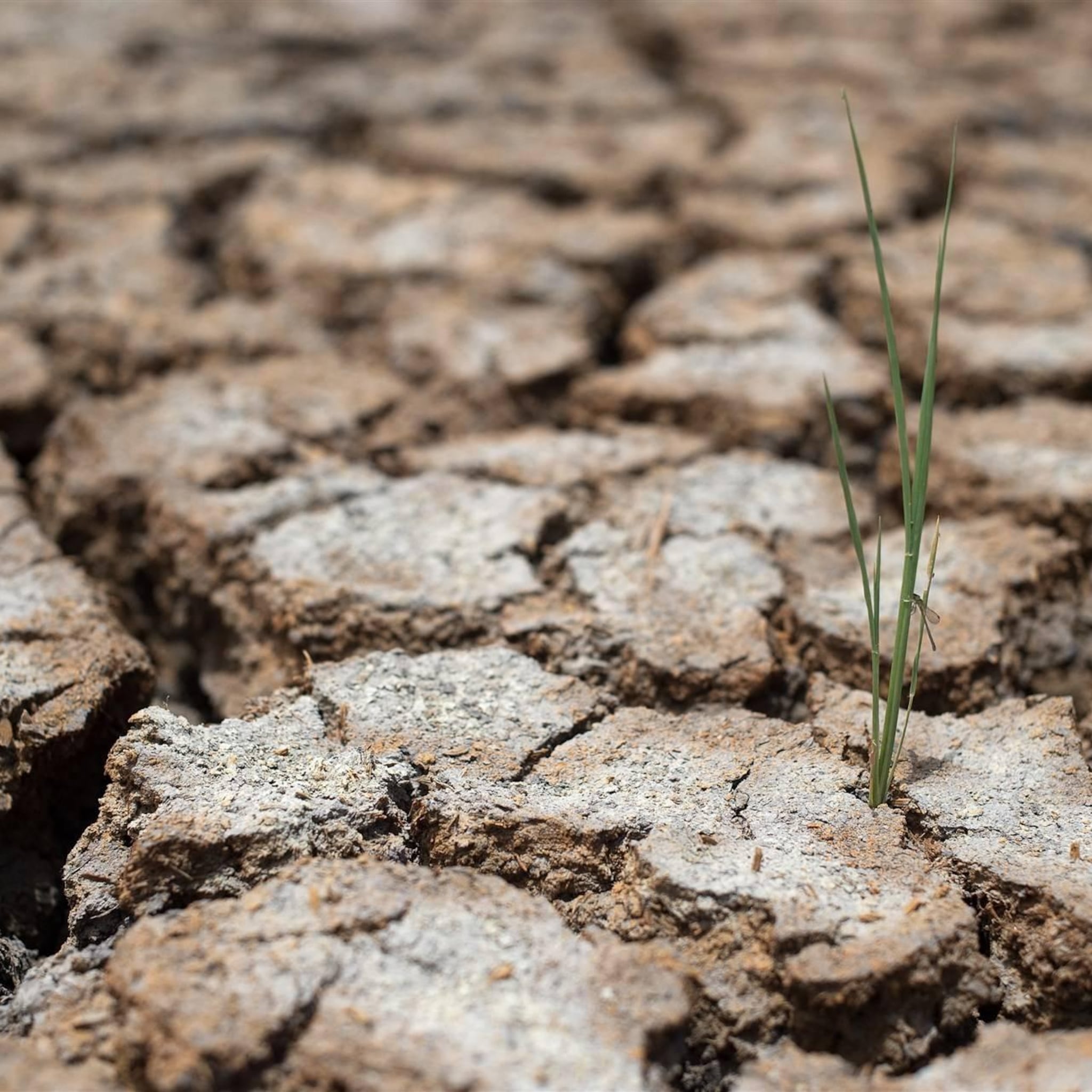 rijstprijzen stijgen tot recordhoogte door droogte in thailand