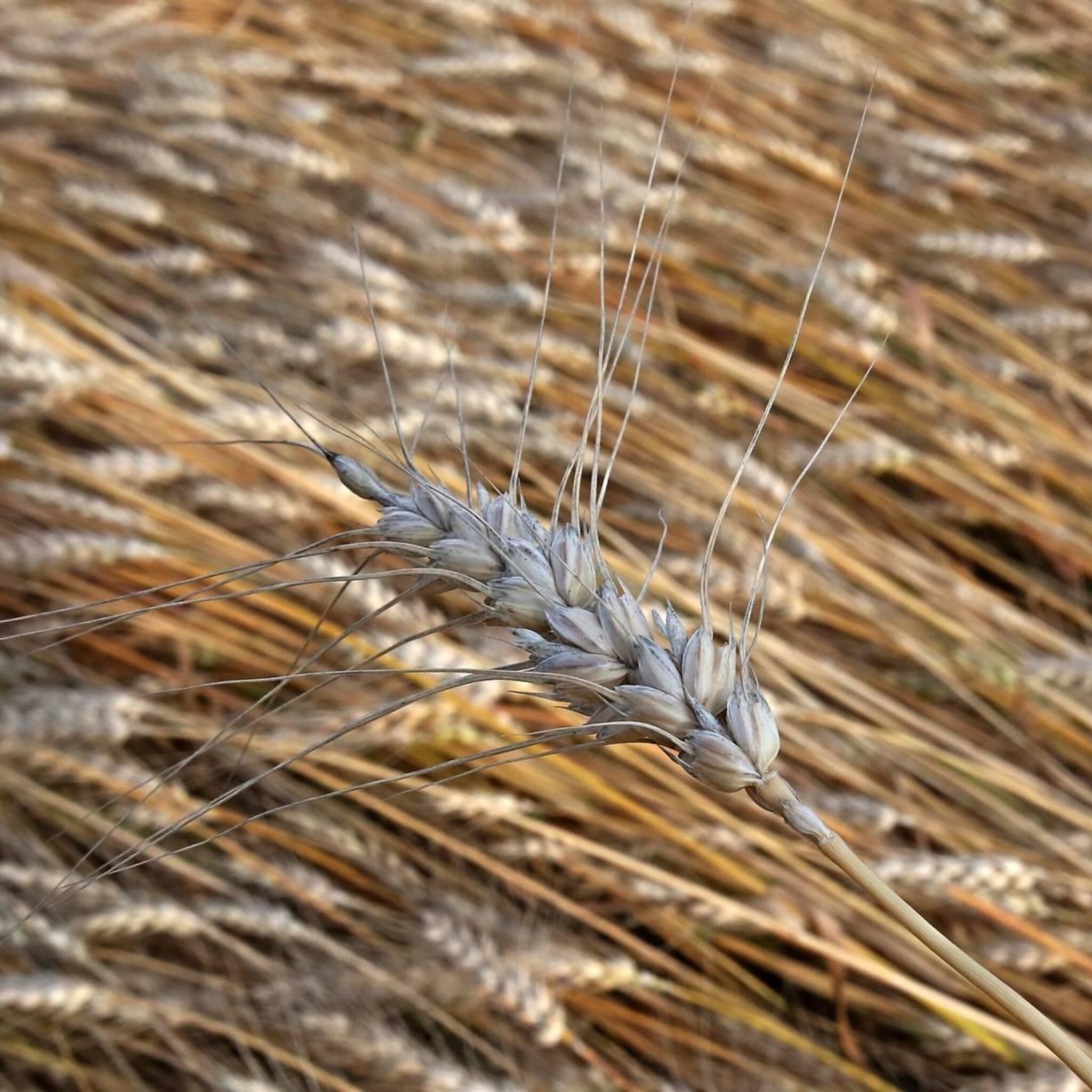wereldwijde voedselprijzen lopen op na verlopen graandeal