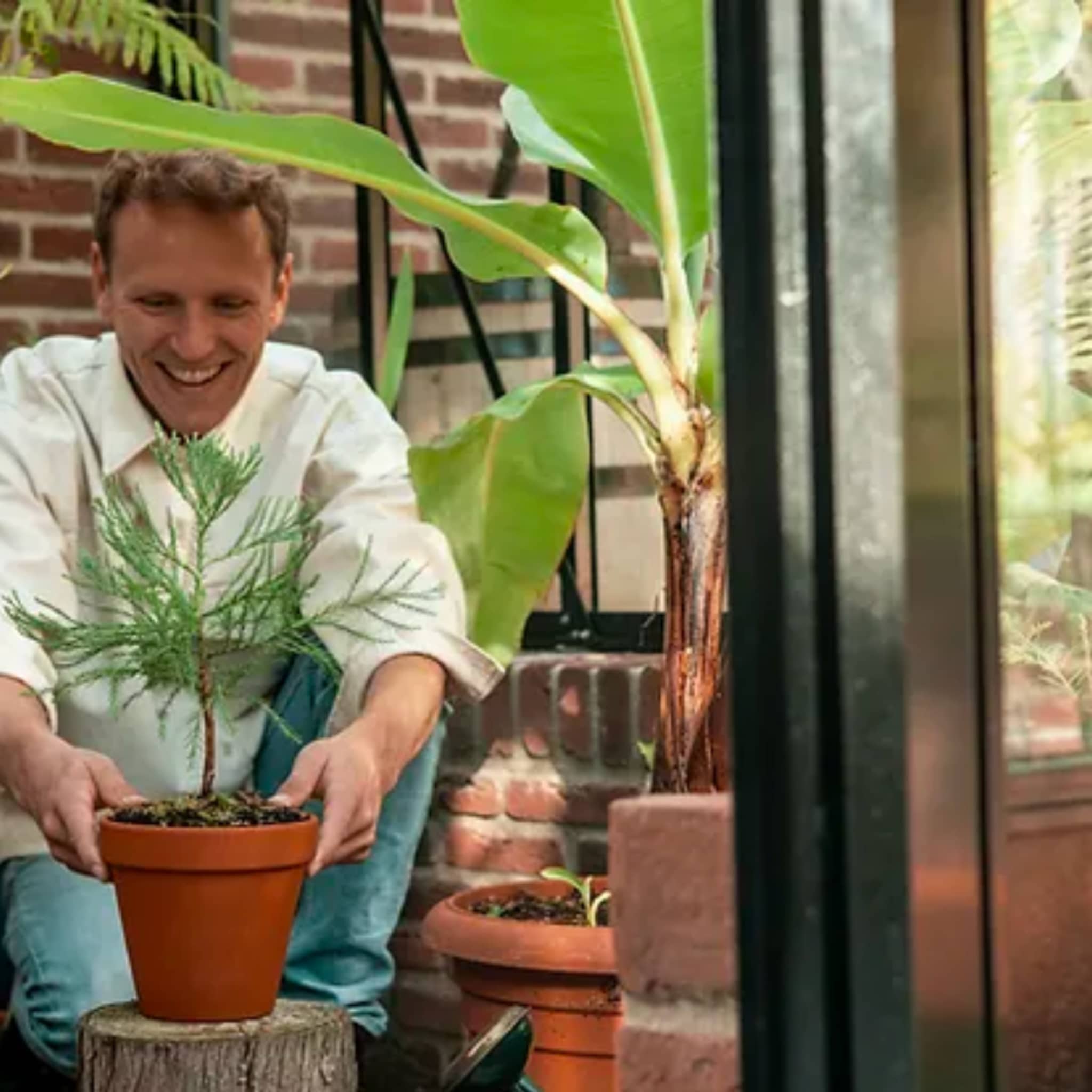 treemore groeit sneller dan de bomen die ze verzenden