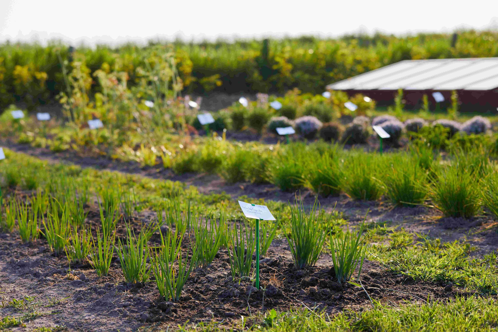 Topchef Jef Schuur beschikt over een moestuin van vijfduizend vierkante meter.