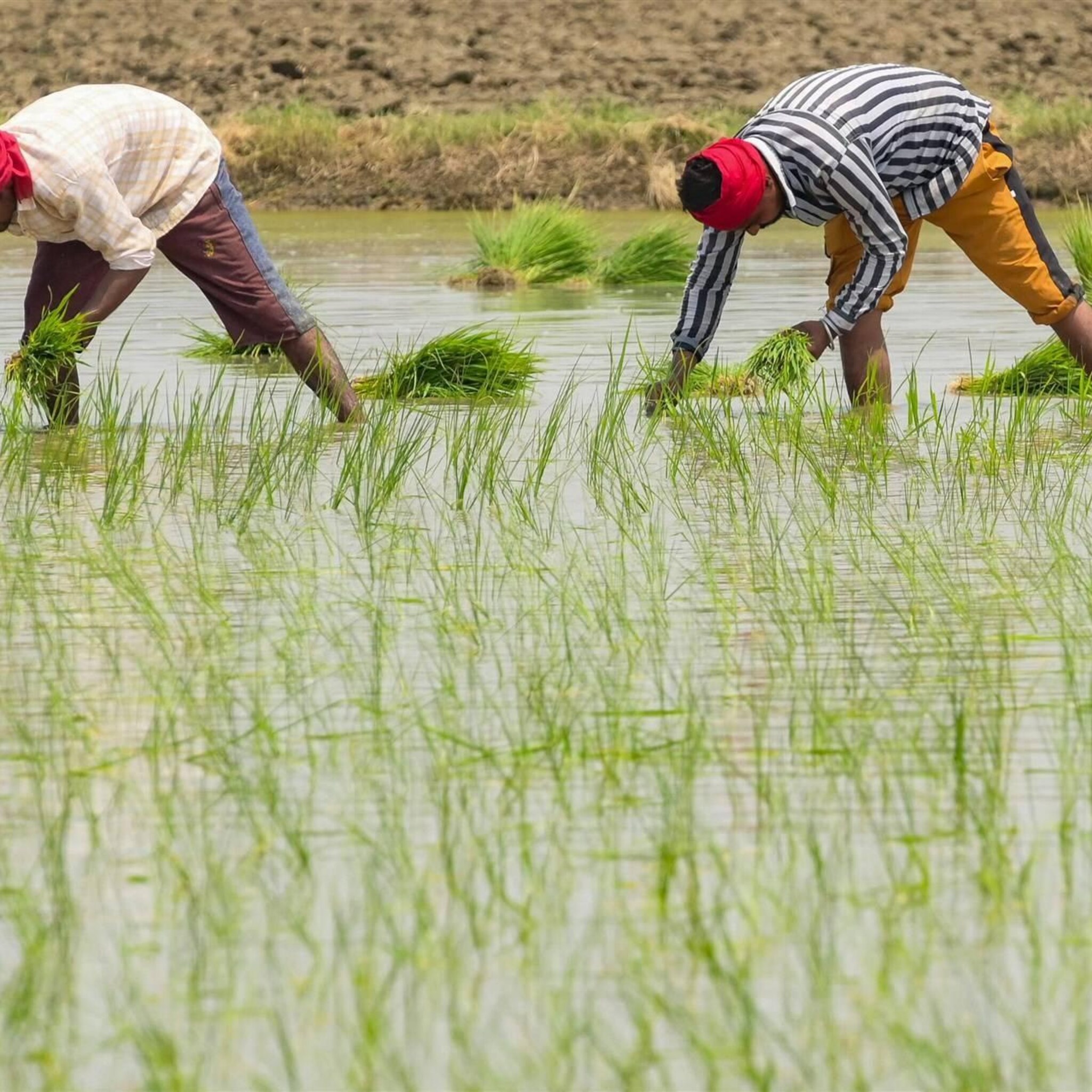 indiase regering blokkeert groot deel rijstexport