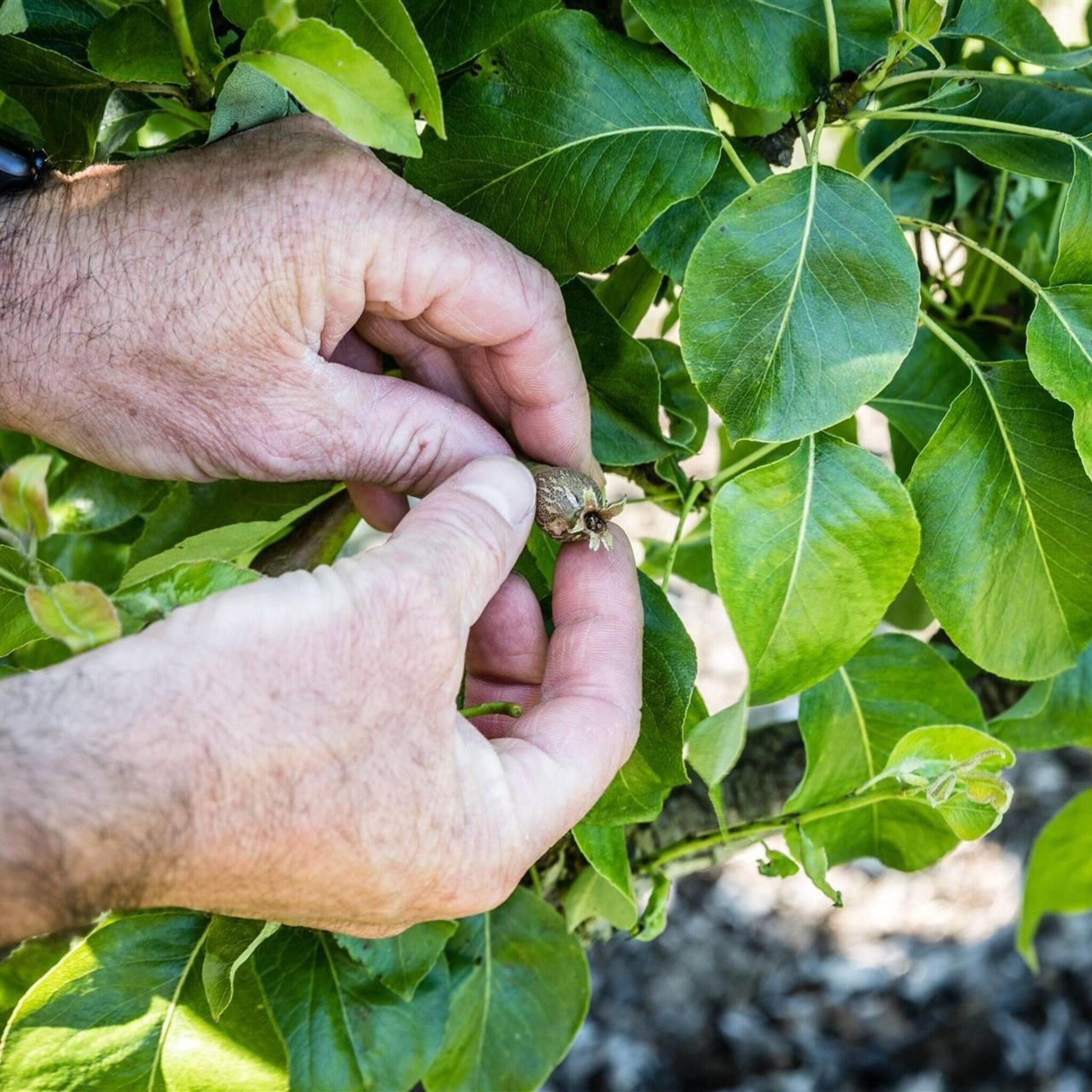 telers zien appeloogst dalen door appelbloesemkever