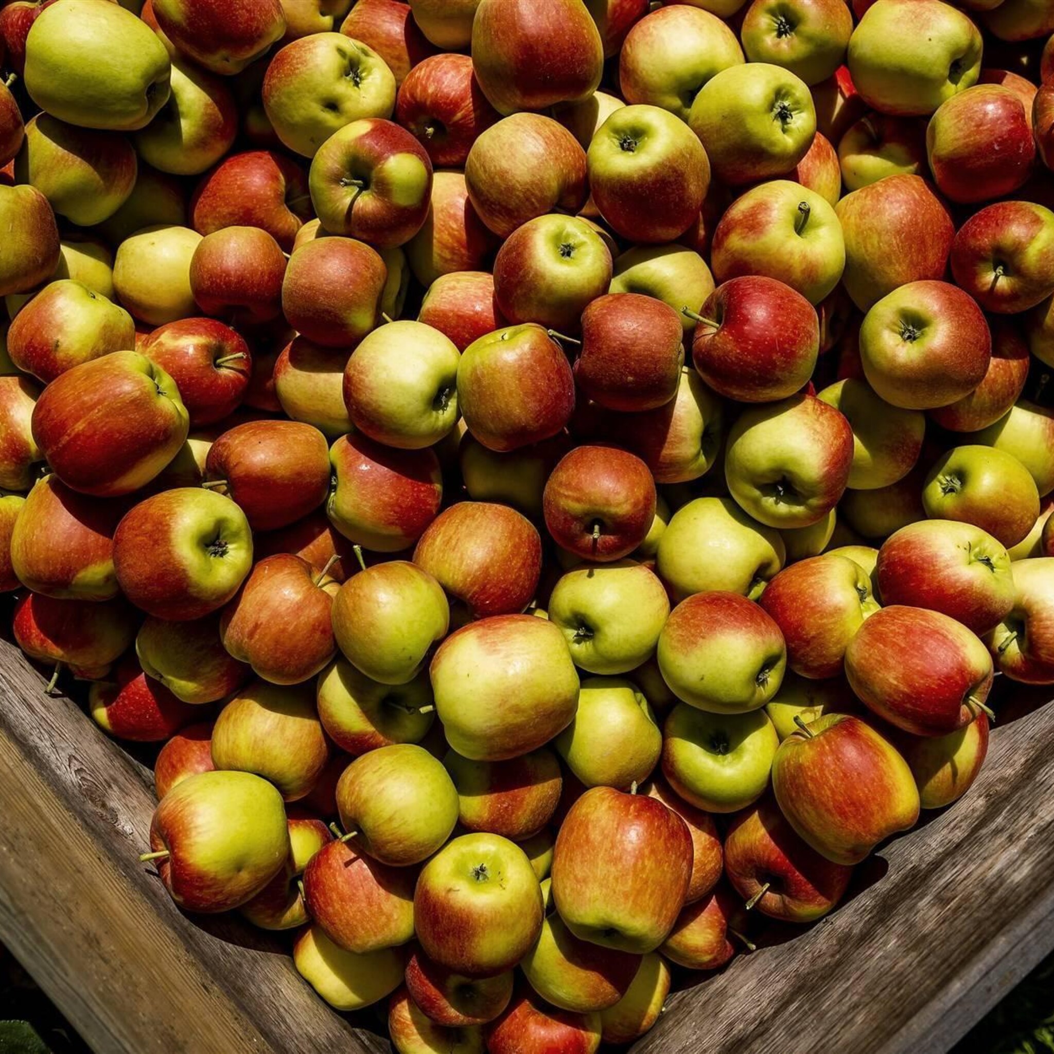 telers steeds meer appeloogsten verwoest door appelbloesemkever