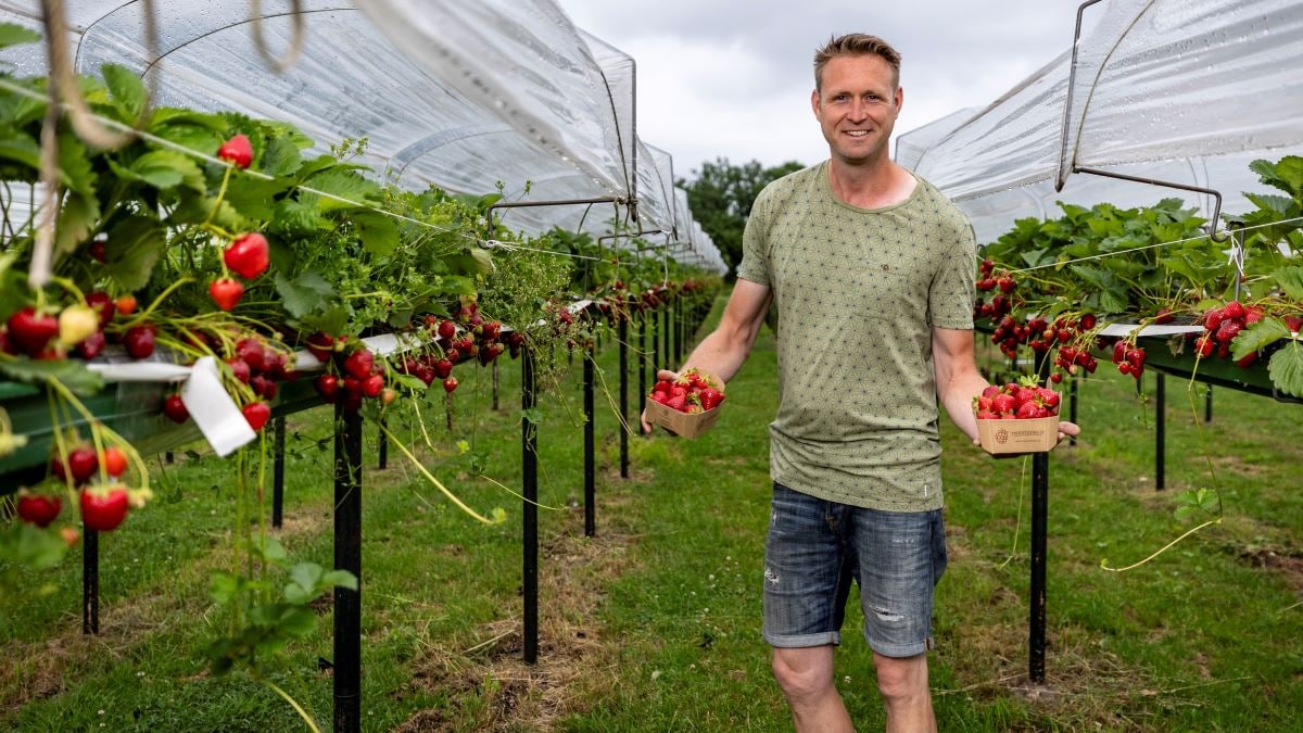 Wouter Krabbe, eigenaar van bedrijf Twente Fruit, tussen de aardbeien. Foto: Robin Hilberink