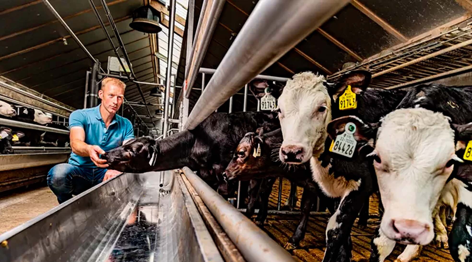 De stallen van Maurits Vos zijn volledig gemoderniseerd, maar van een ouder bouwjaar, waardoor de vergoeding bij eventuele uitkoop laag uitpakt. Foto: Rob Voss