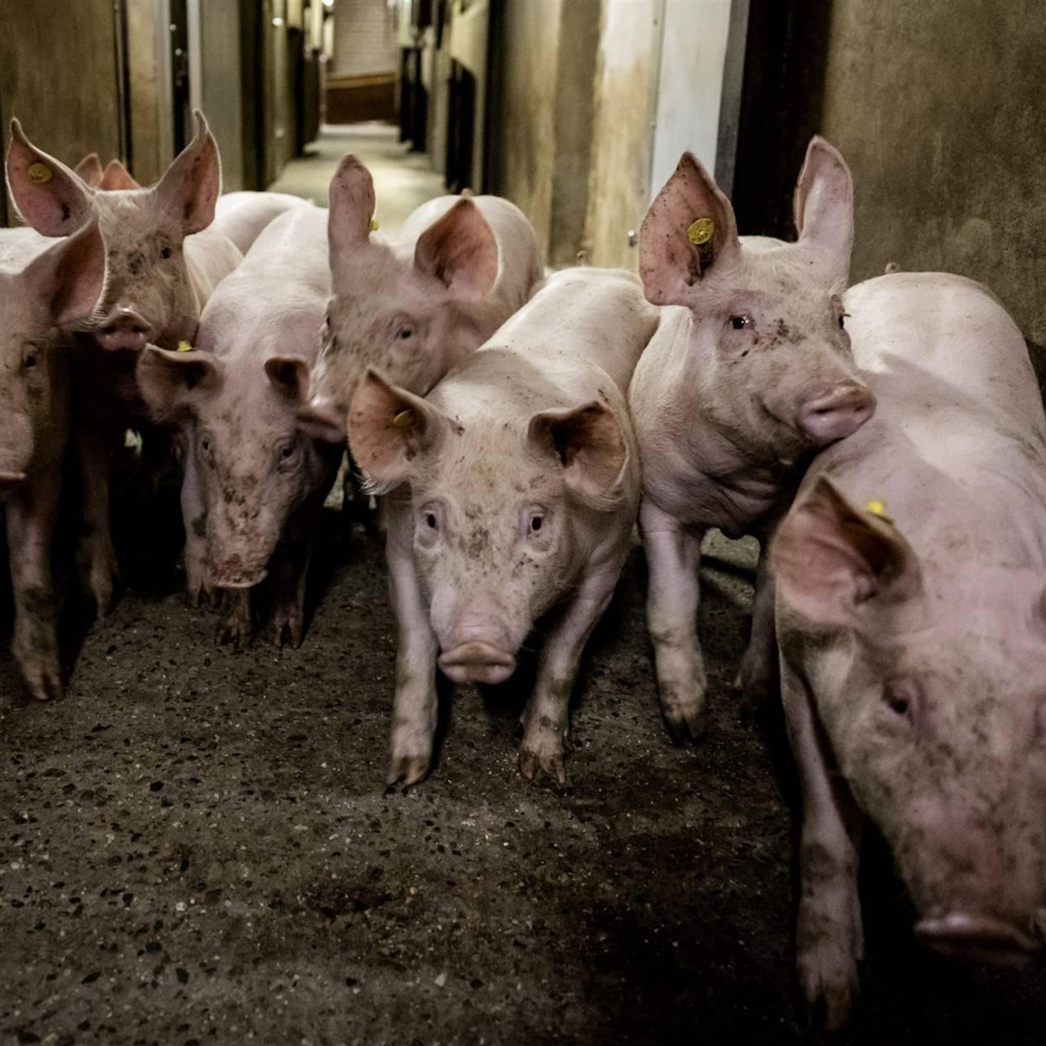 statistiekbureau steeds minder varkens voor vlees in duitsland