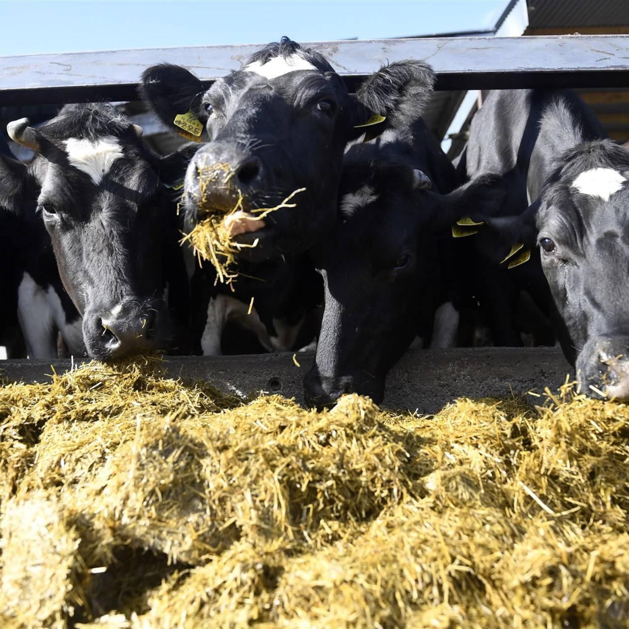 ierland overweegt ruimen 200 000 koeien tegen klimaatverandering
