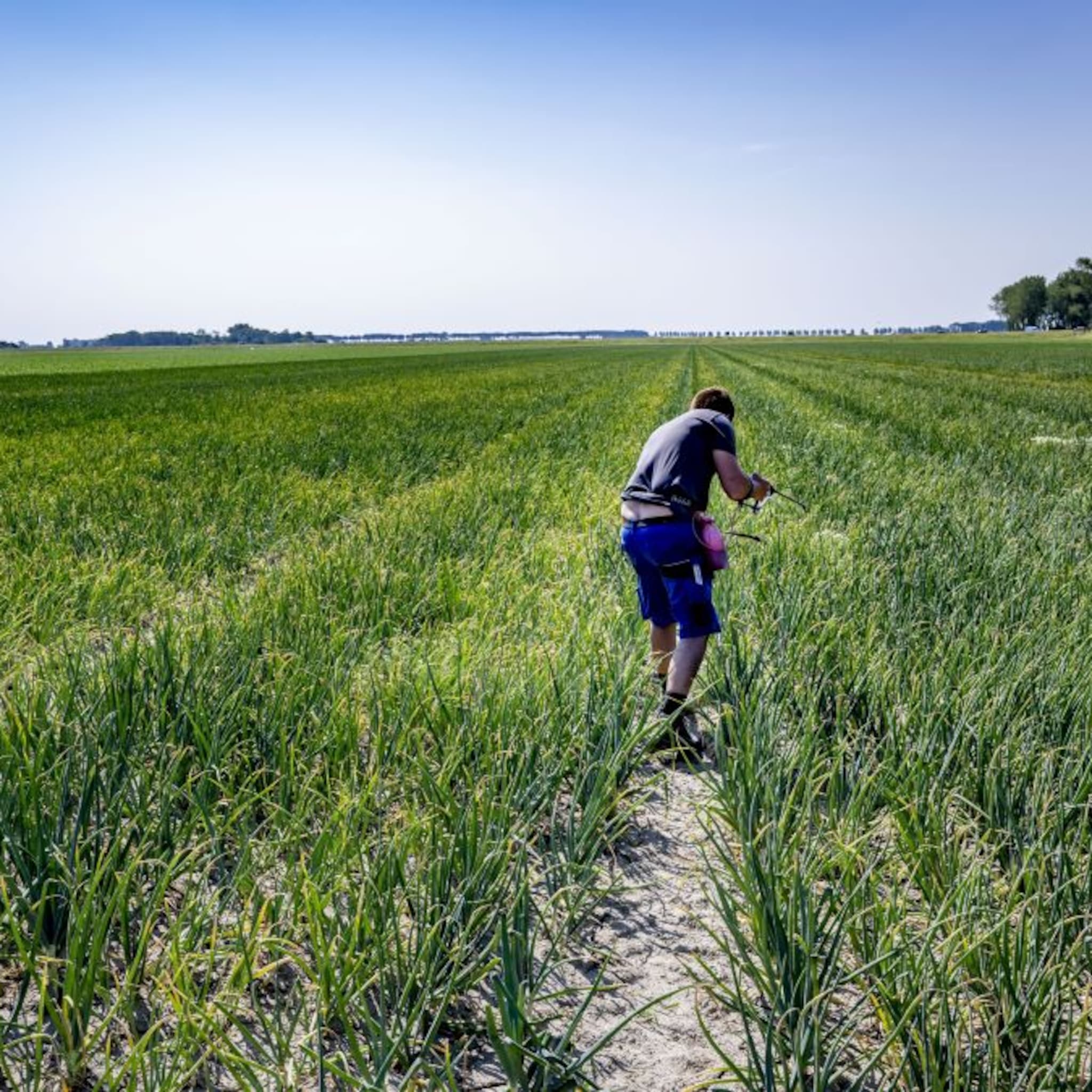 akkerbouwers zien oogst in gevaar komen door droogte en harde wind