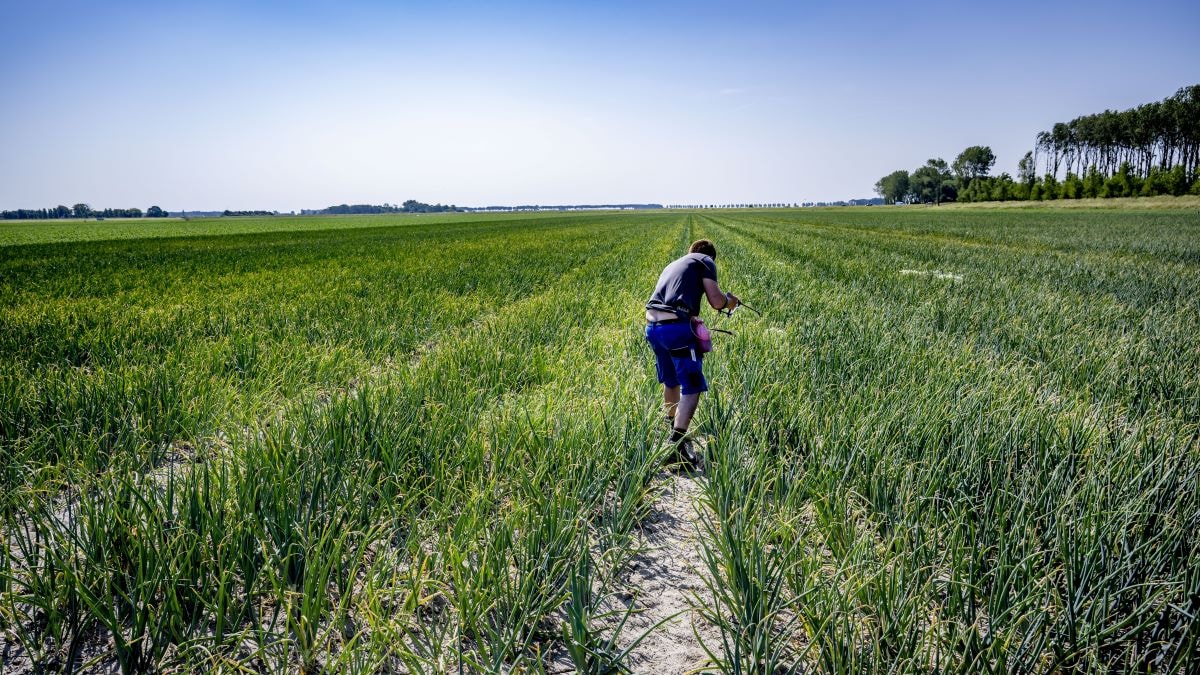Een akkerbouwer is aan het werk in een uienveld. Door het natte voorjaar en de droogte van de laatste weken komen de aardappelen en uien nauwelijks omhoog. Foto: ANP