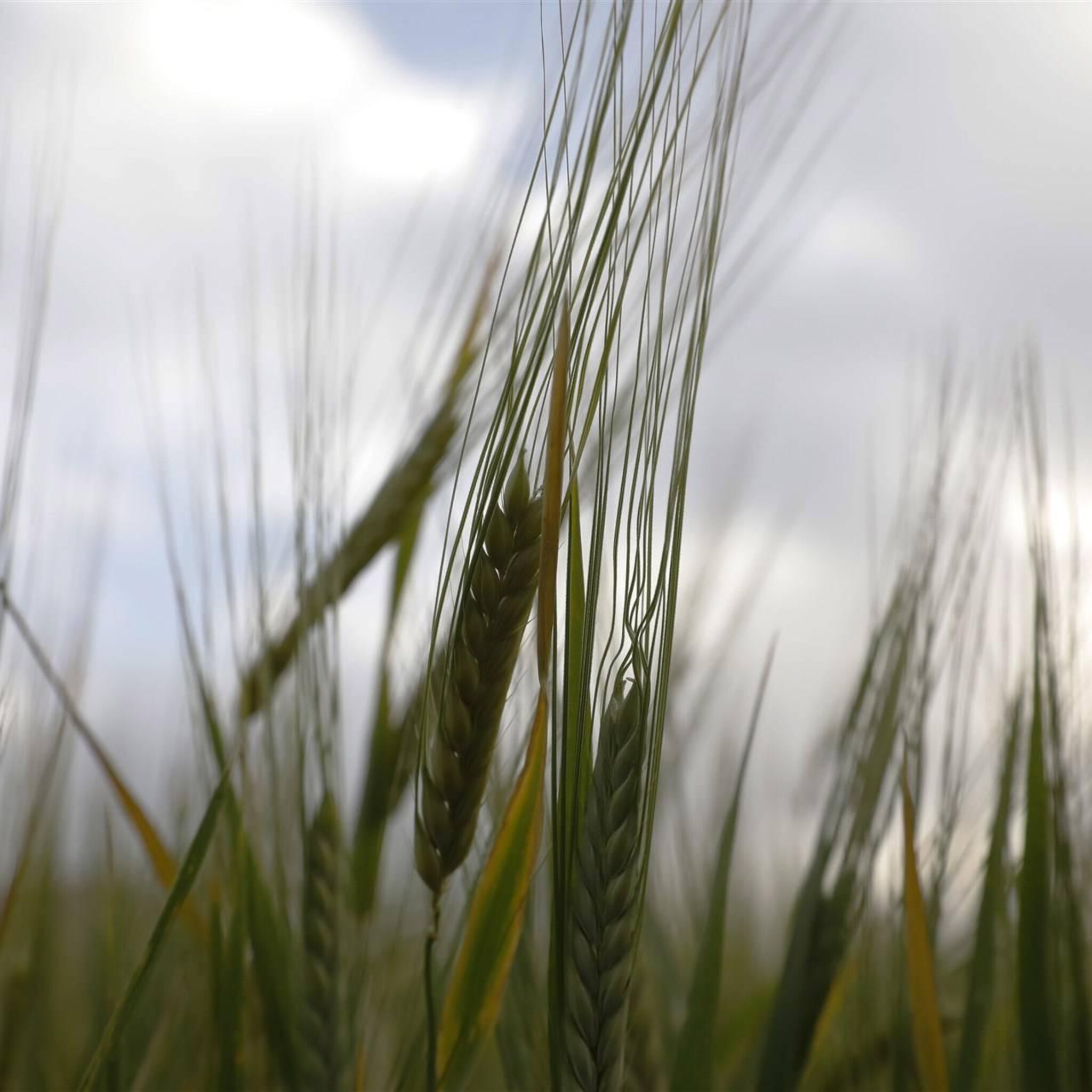tarweprijs maakt sprong na dambreuk oekraine