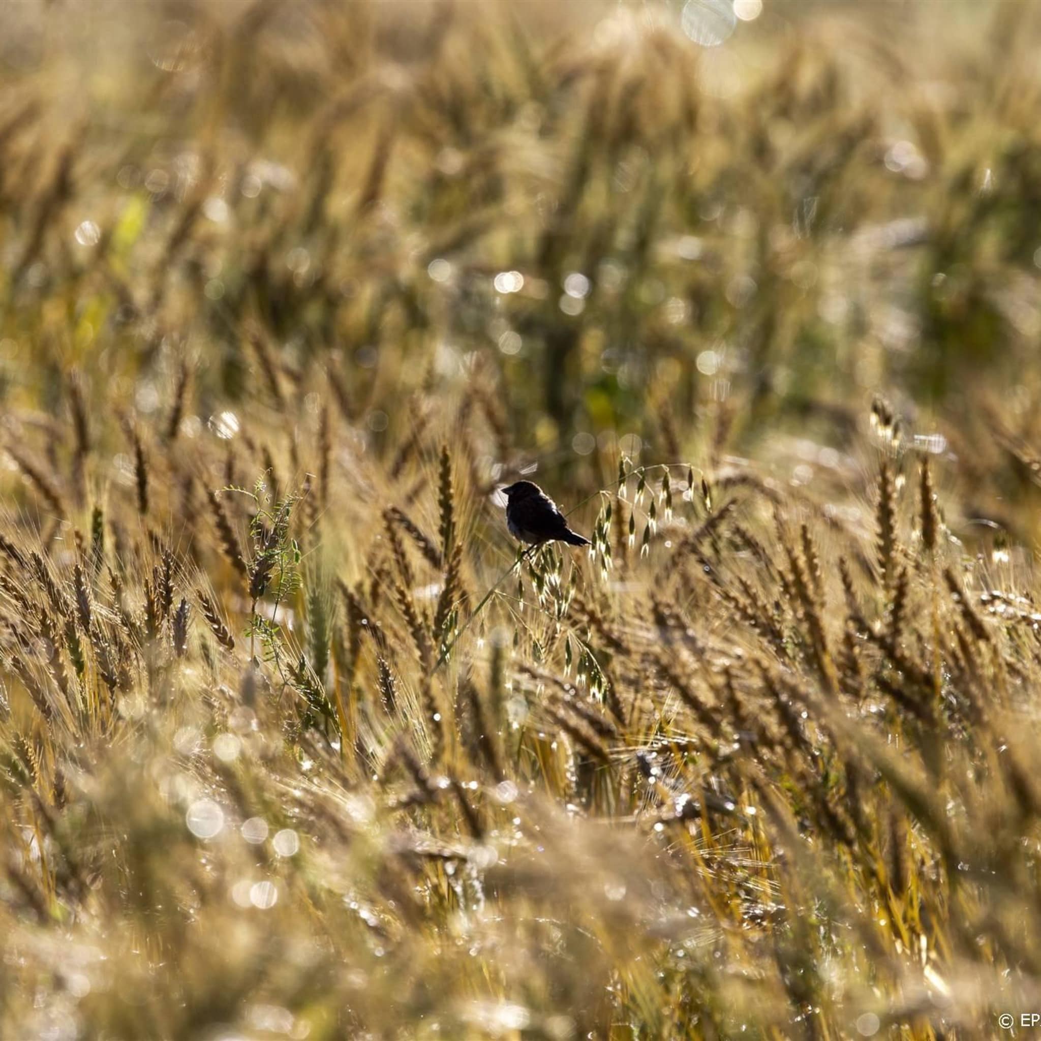 droogte zit australische tarweoogst dwars
