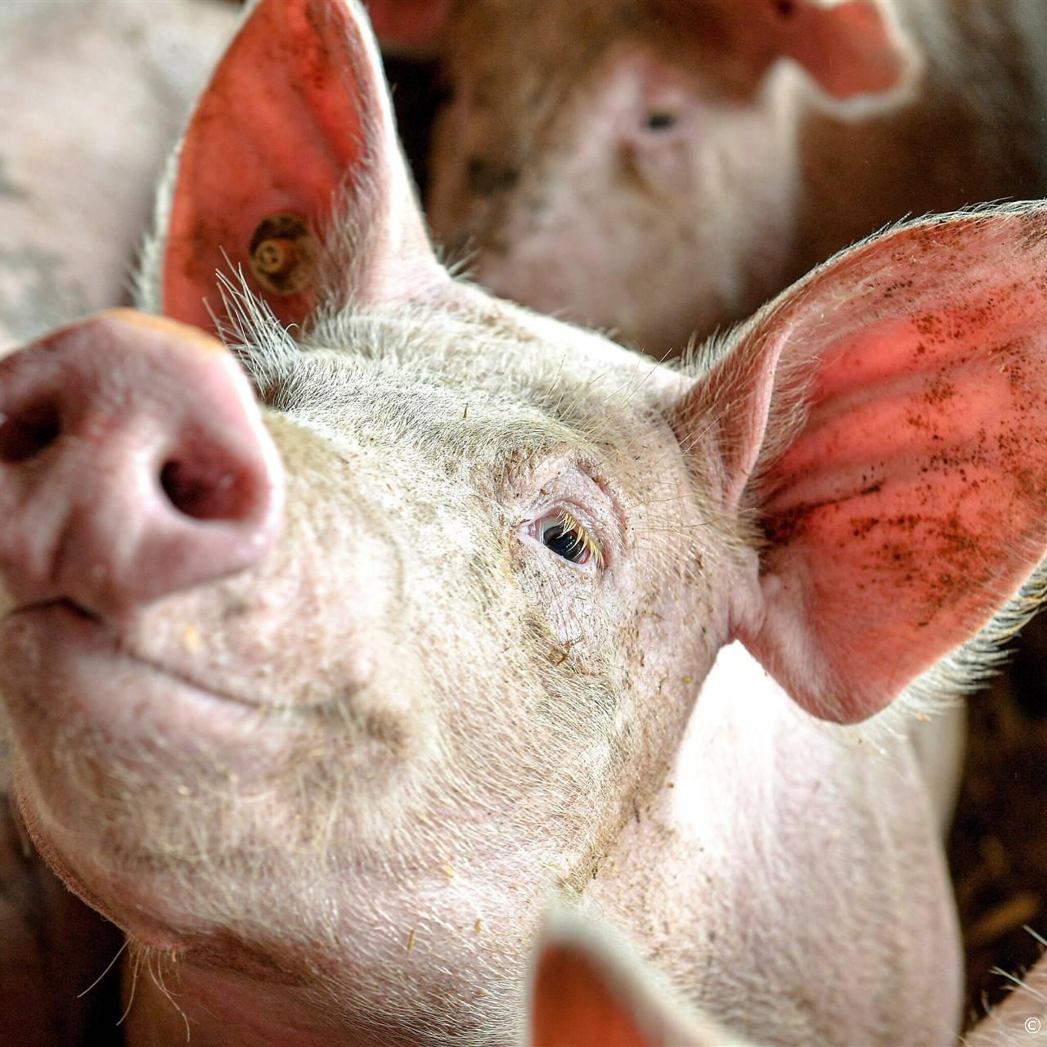 meatable kweekt varkensvlees nu 30 keer sneller dan echt varken