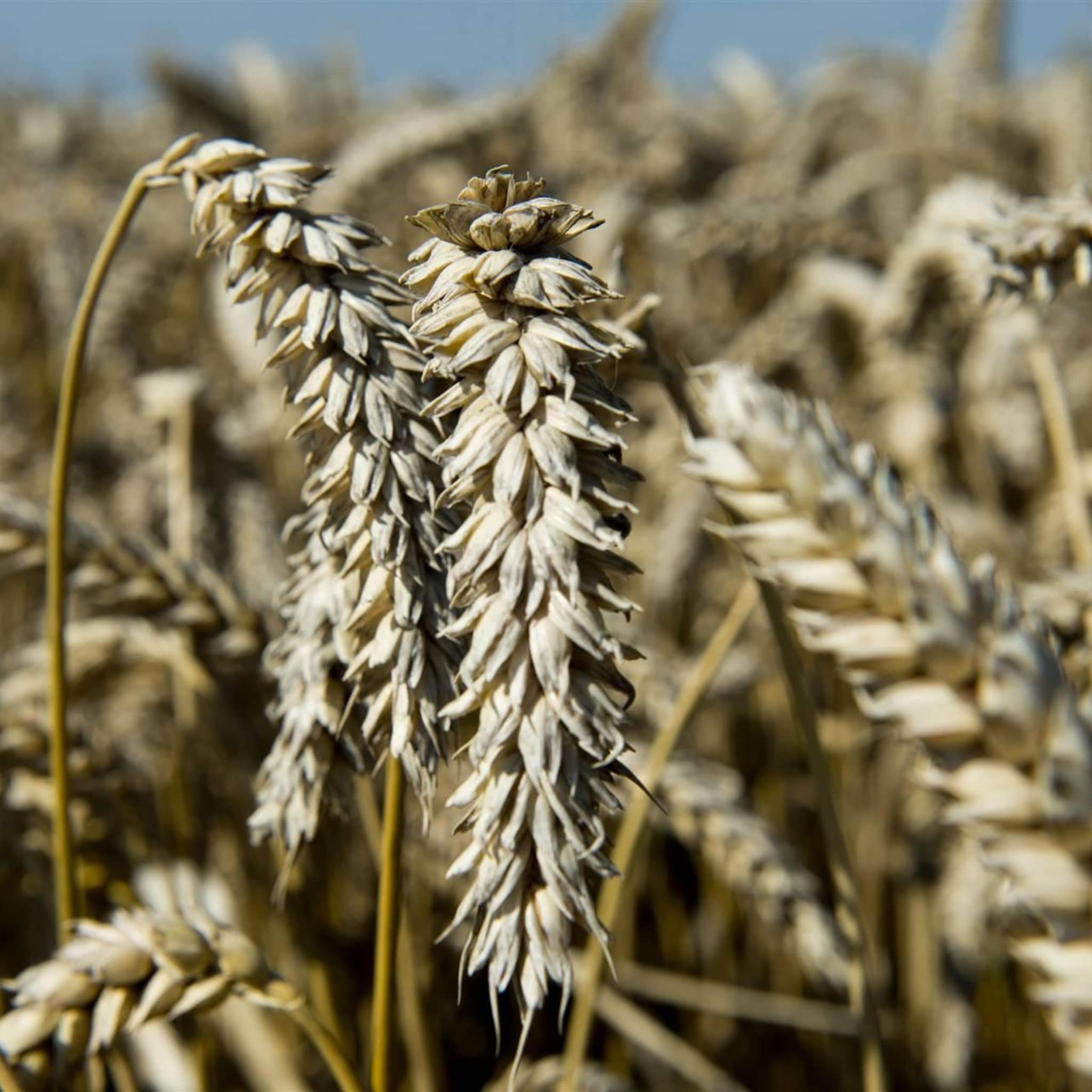 eu bereikt akkoord over import oekraiense landbouwproducten