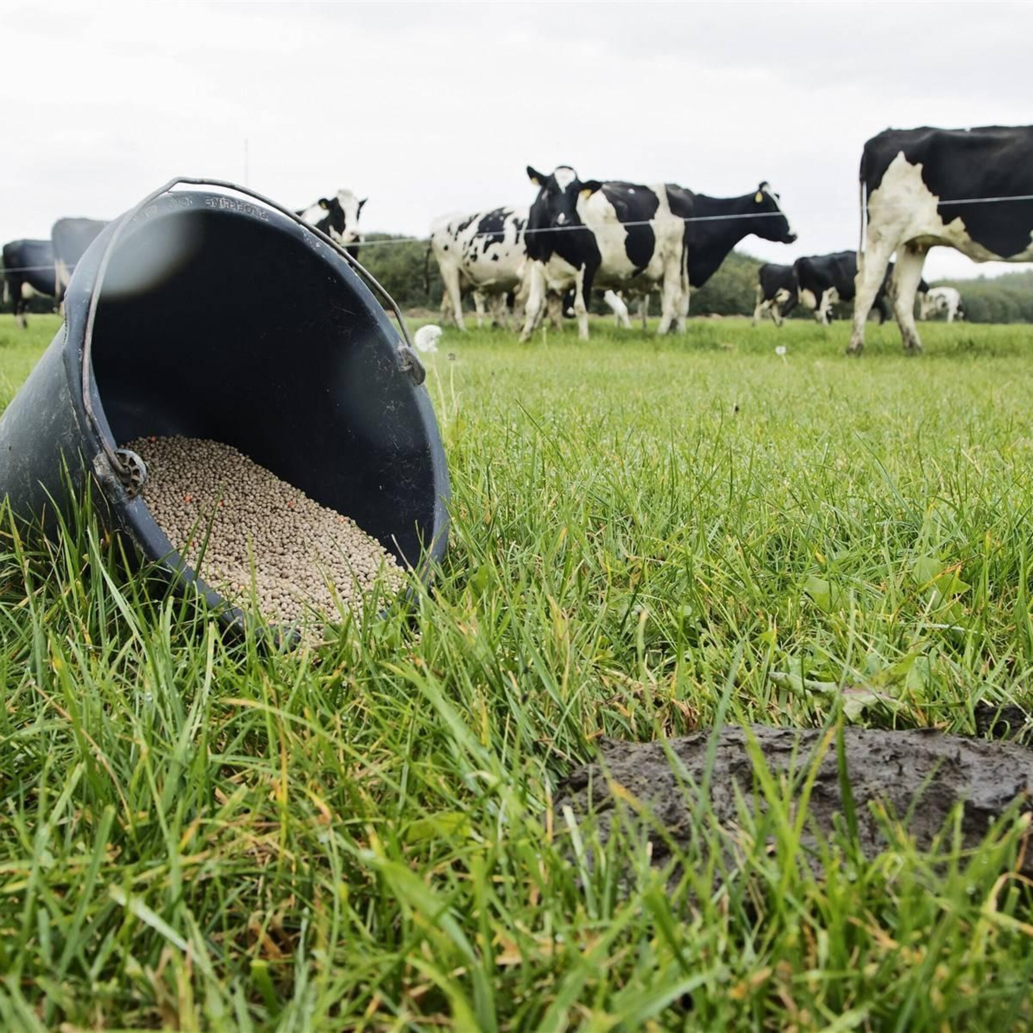 subsidies elders maken investeren in zeeuwse locatie yara lastig