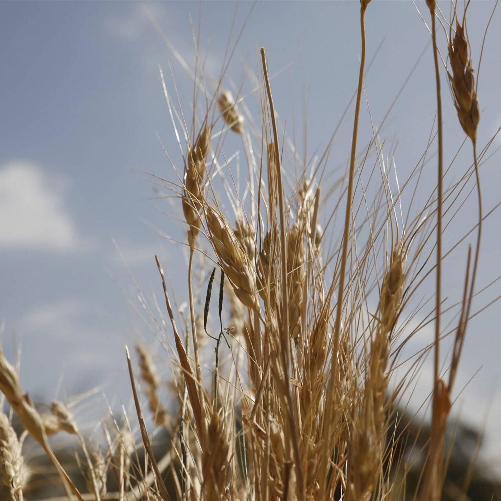 polen verbiedt invoer graan uit oekraine om boeren te beschermen