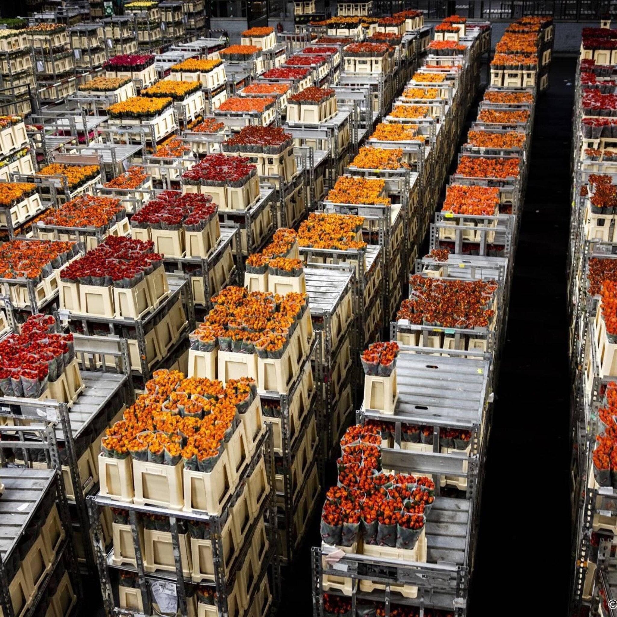 export bloemen en planten na tien maanden krimp weer enige groei