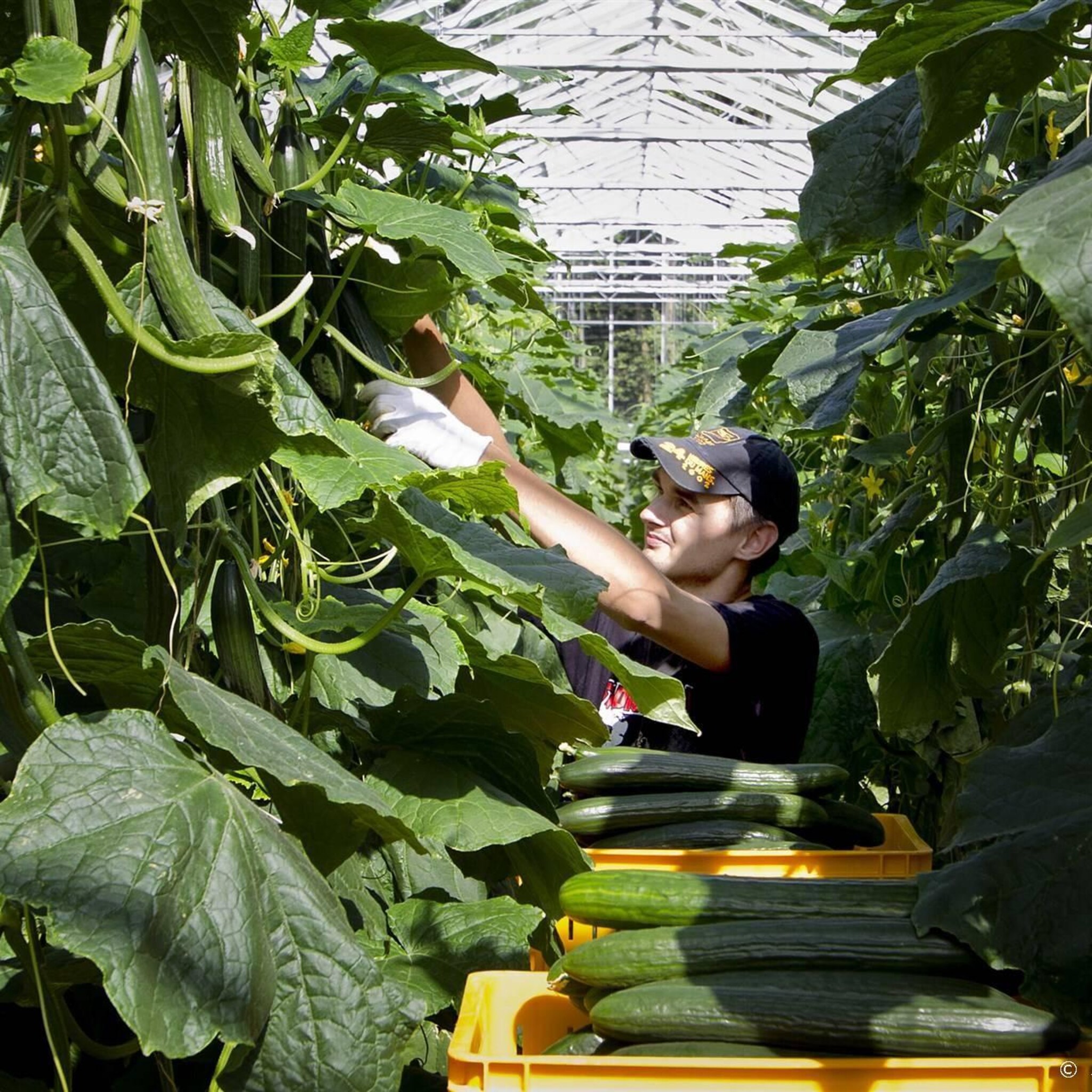 minder tomaten en komkommers geteeld door dure energie