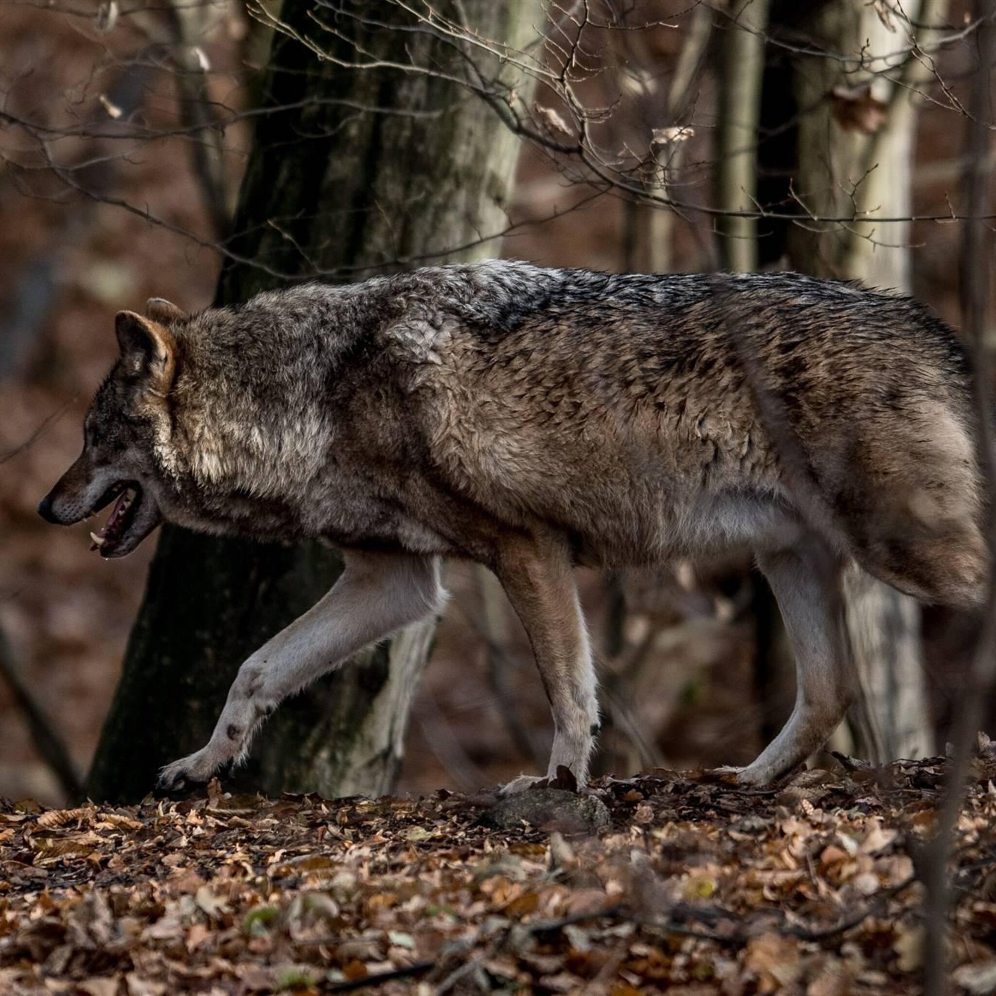 afgesneden wolvenkop bij duitse natuurorganisatie neergelegd