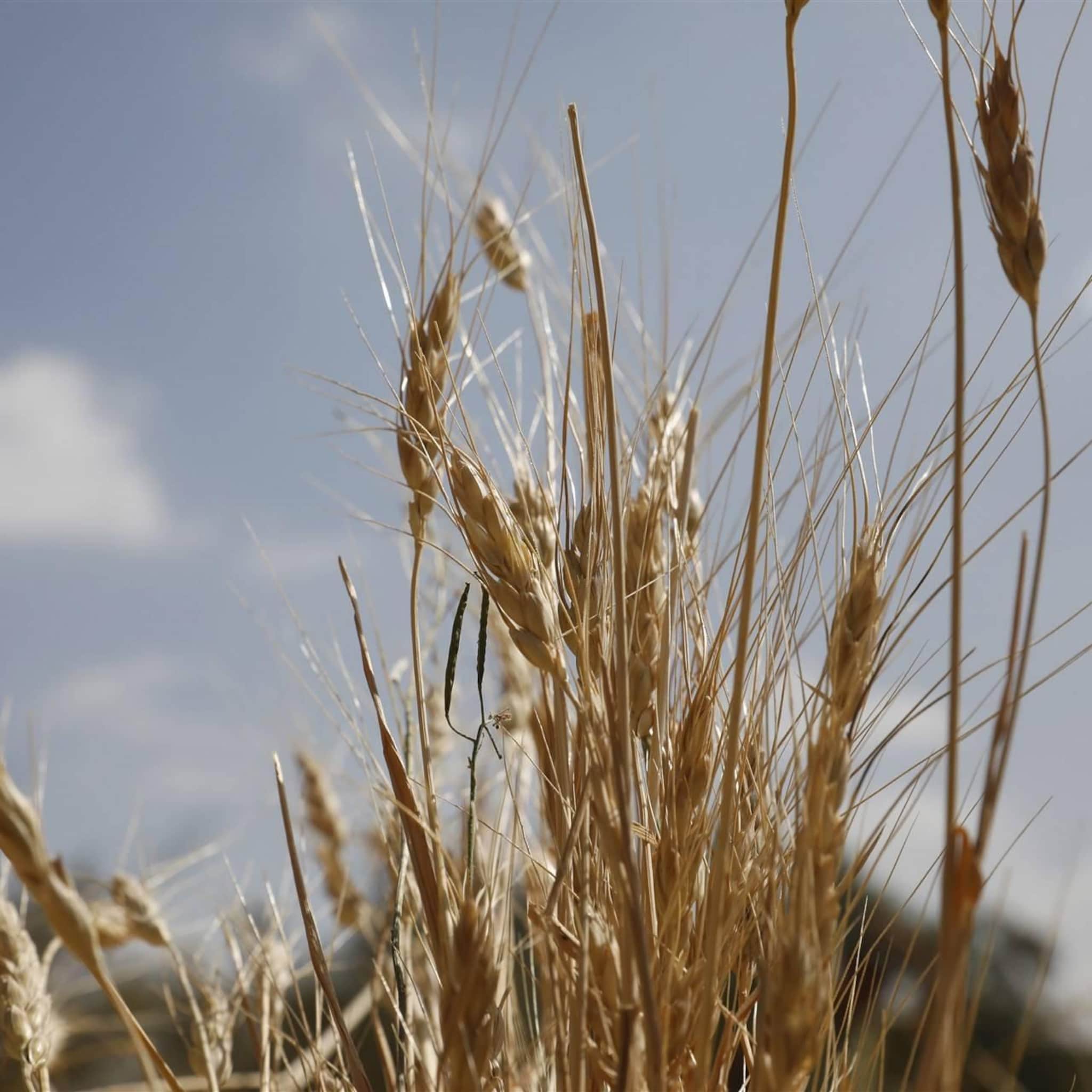 rusland lagere graanoogst dit jaar na record in 2022