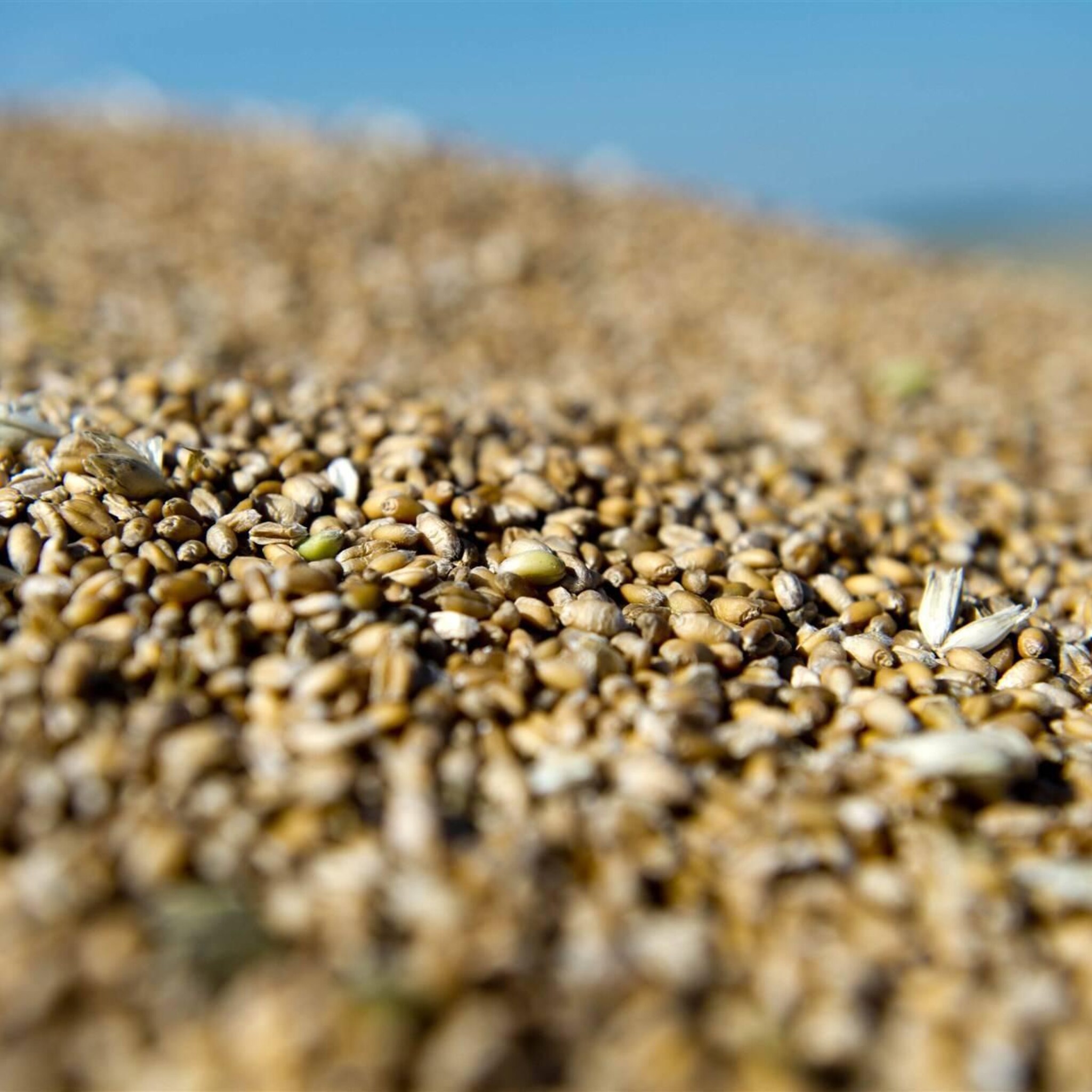 voedselprijzen een vijfde lager dan piek na begin oorlog oekraine