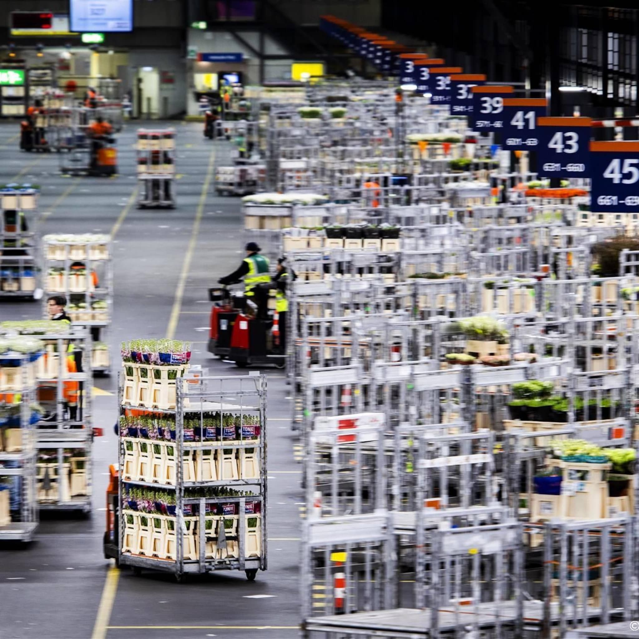 royal floraholland draait verlies door hoge energiekosten