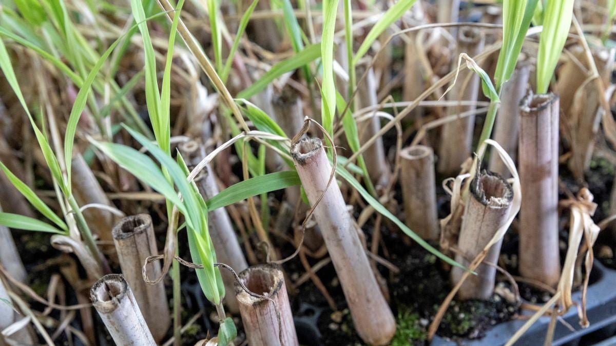 De stelen van mammoetgras kunnen op vele manieren worden verwerkt. Foto: Peter Franken