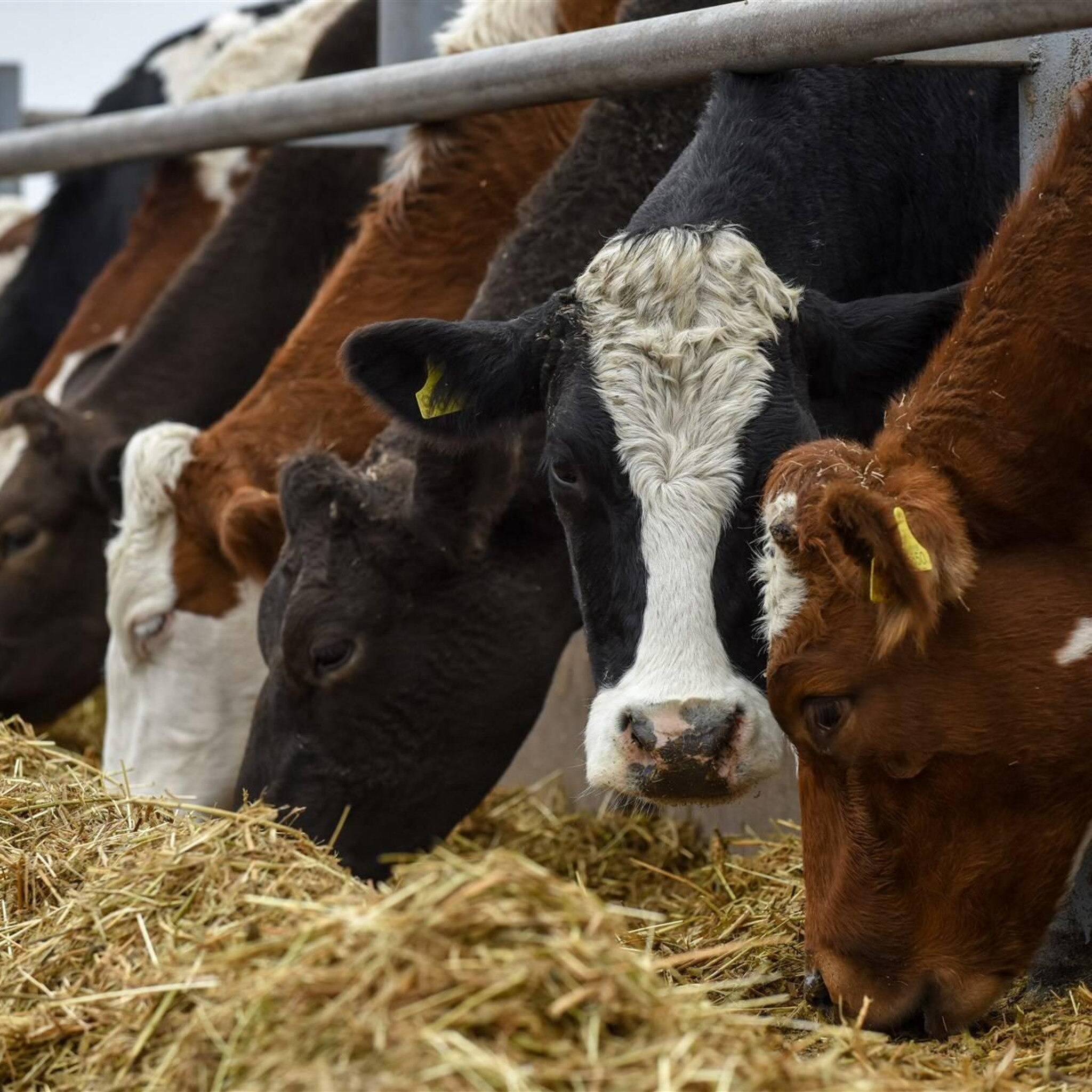 boer zoekt koper maar interesse valt tegen