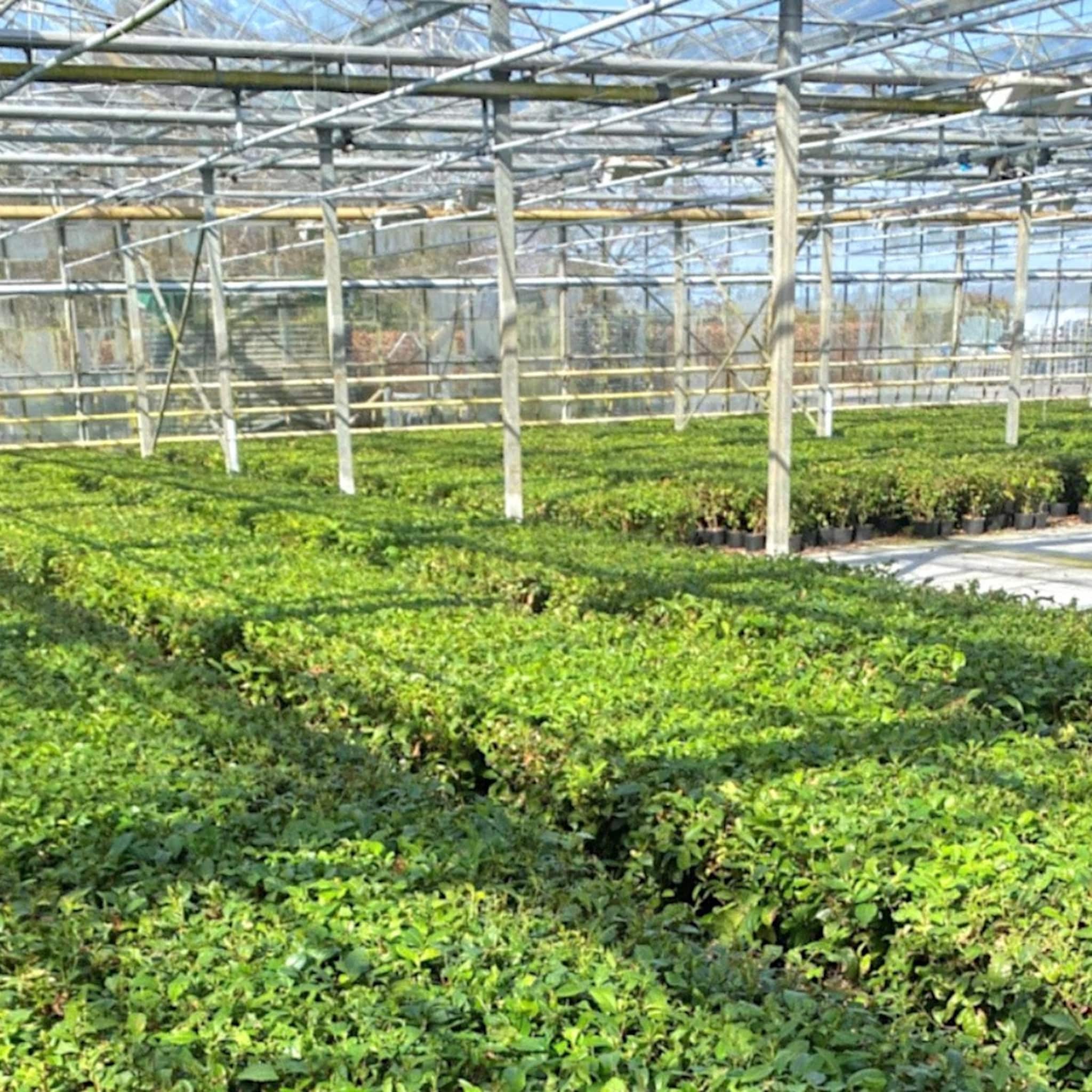 duurzame nederlandse theereus localtea verovert ook schappen albert heijn