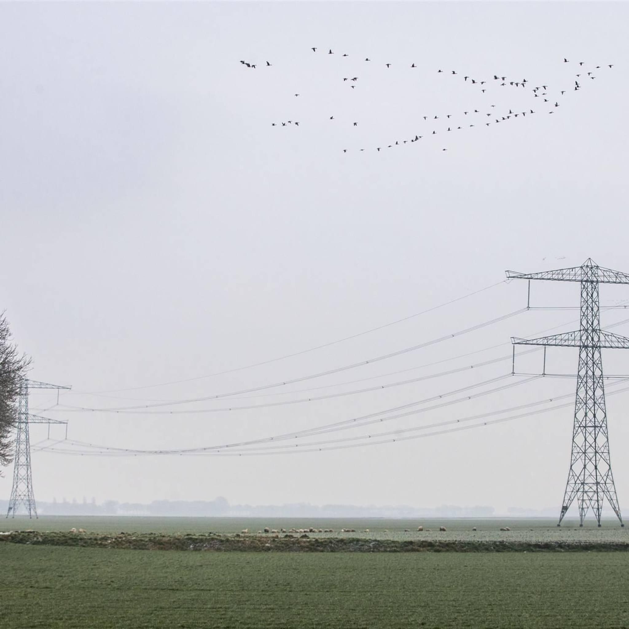 netbeheerder alliander kan stijgende vraag elektriciteit niet aan