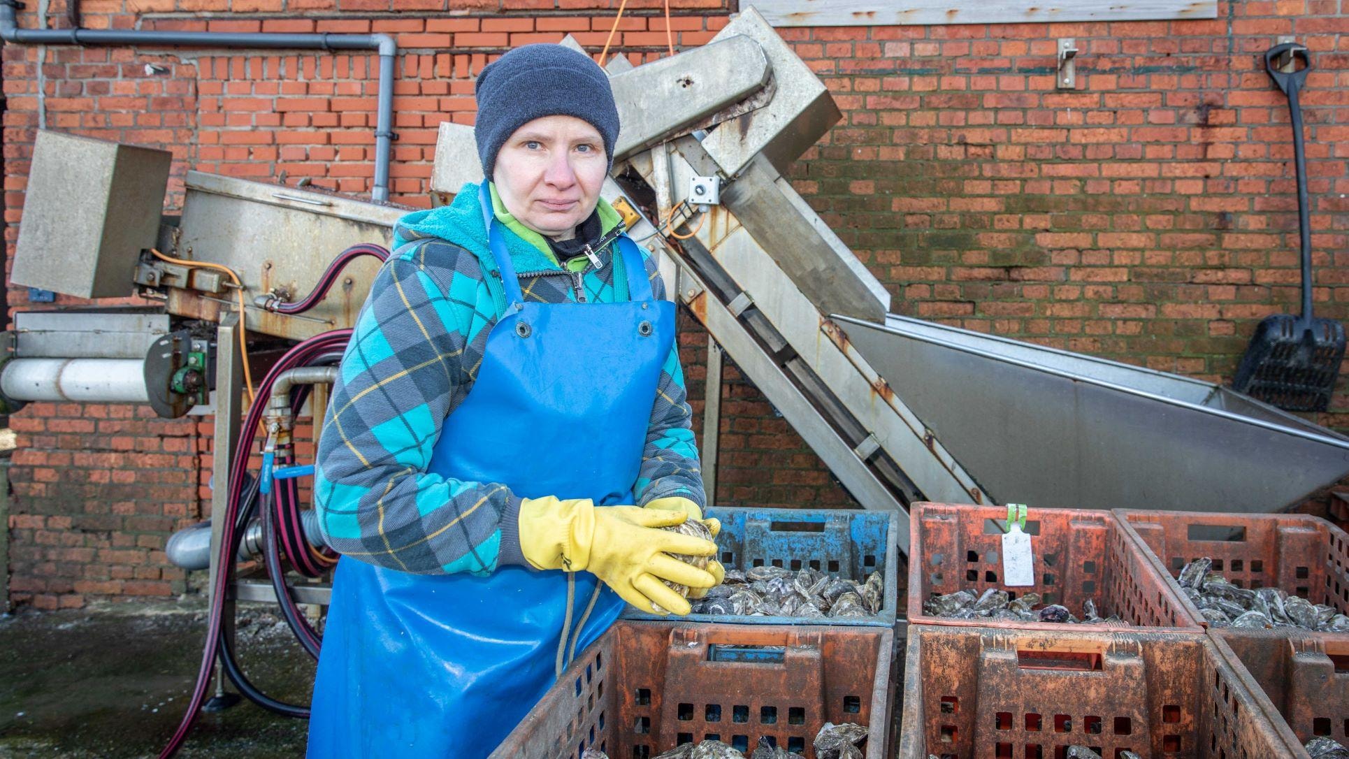 De Oekraïense Halina aan het werk tussen de oesters in het Zeeuwse Yerseke. Foto: Marcelle Davidse