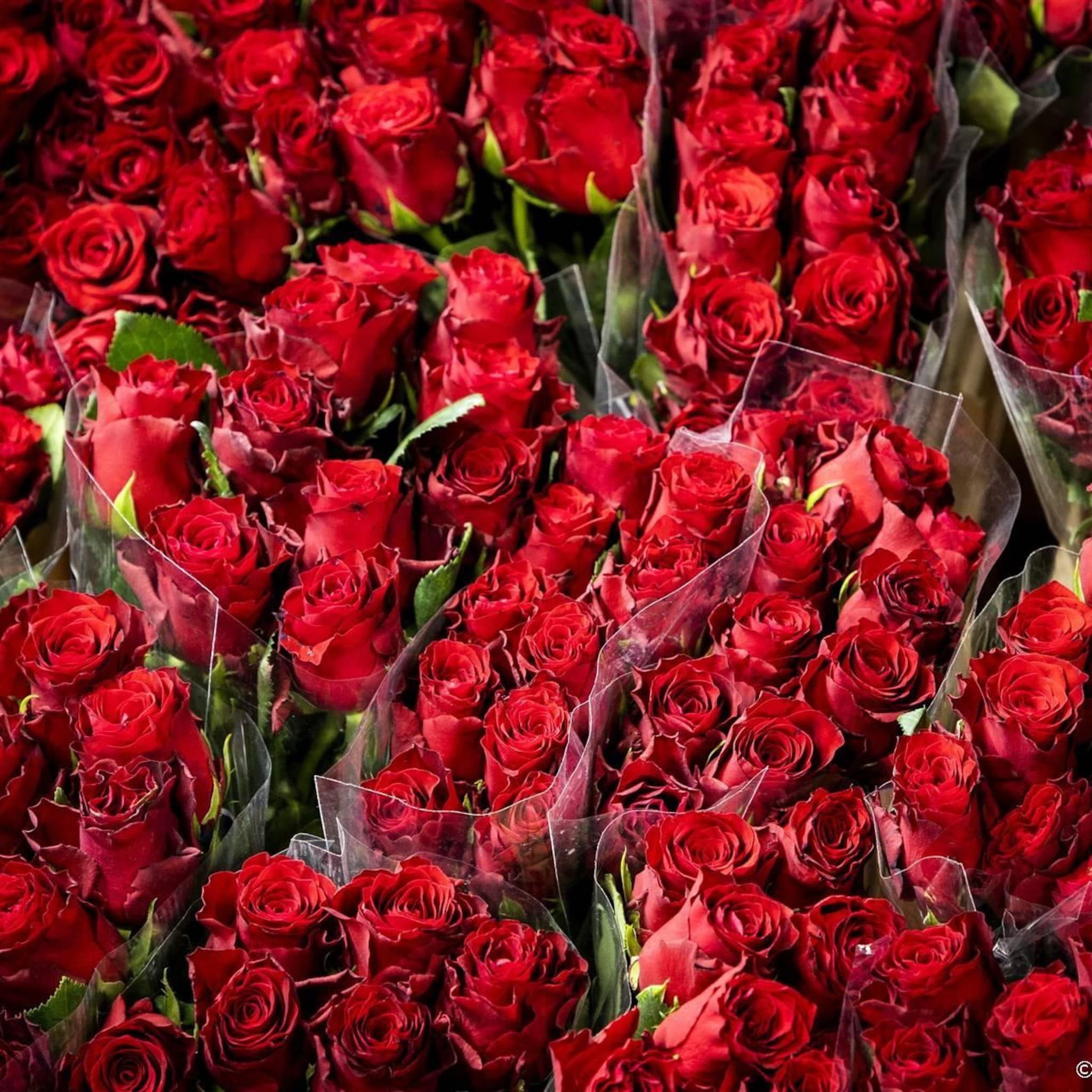 floraholland 8 miljoen minder rozen verkocht voor valentijn