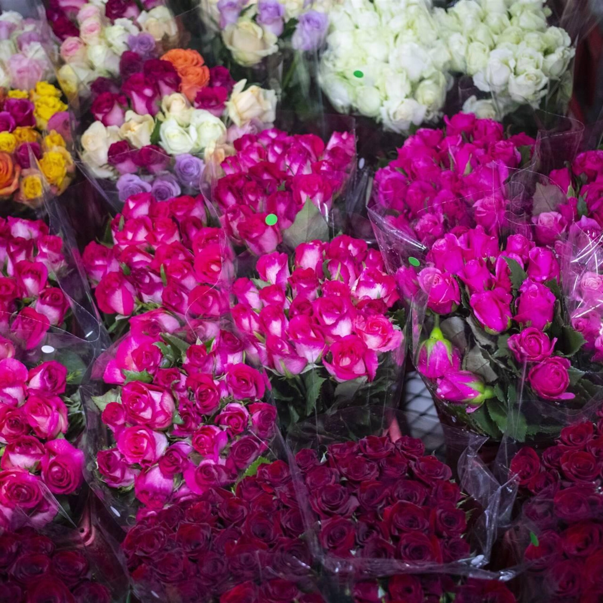 meer bloemen uit afrika en zuid amerika door energiecrisis