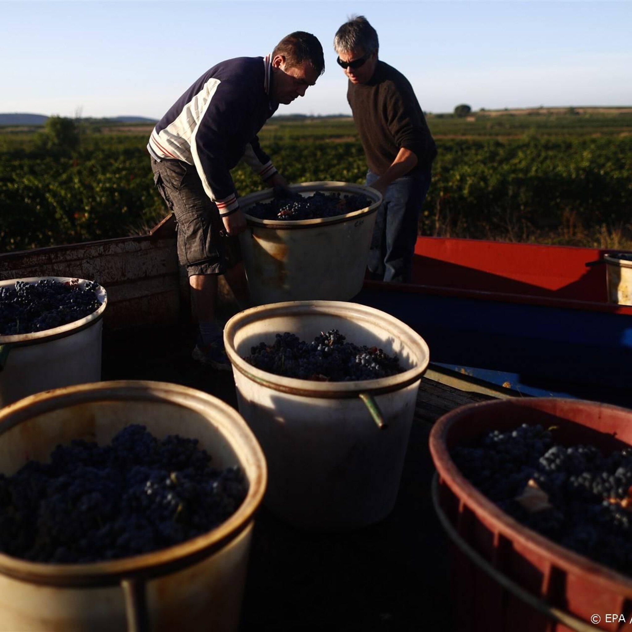 frankrijk gaat wijnoverschot in industriele alcohol omzetten