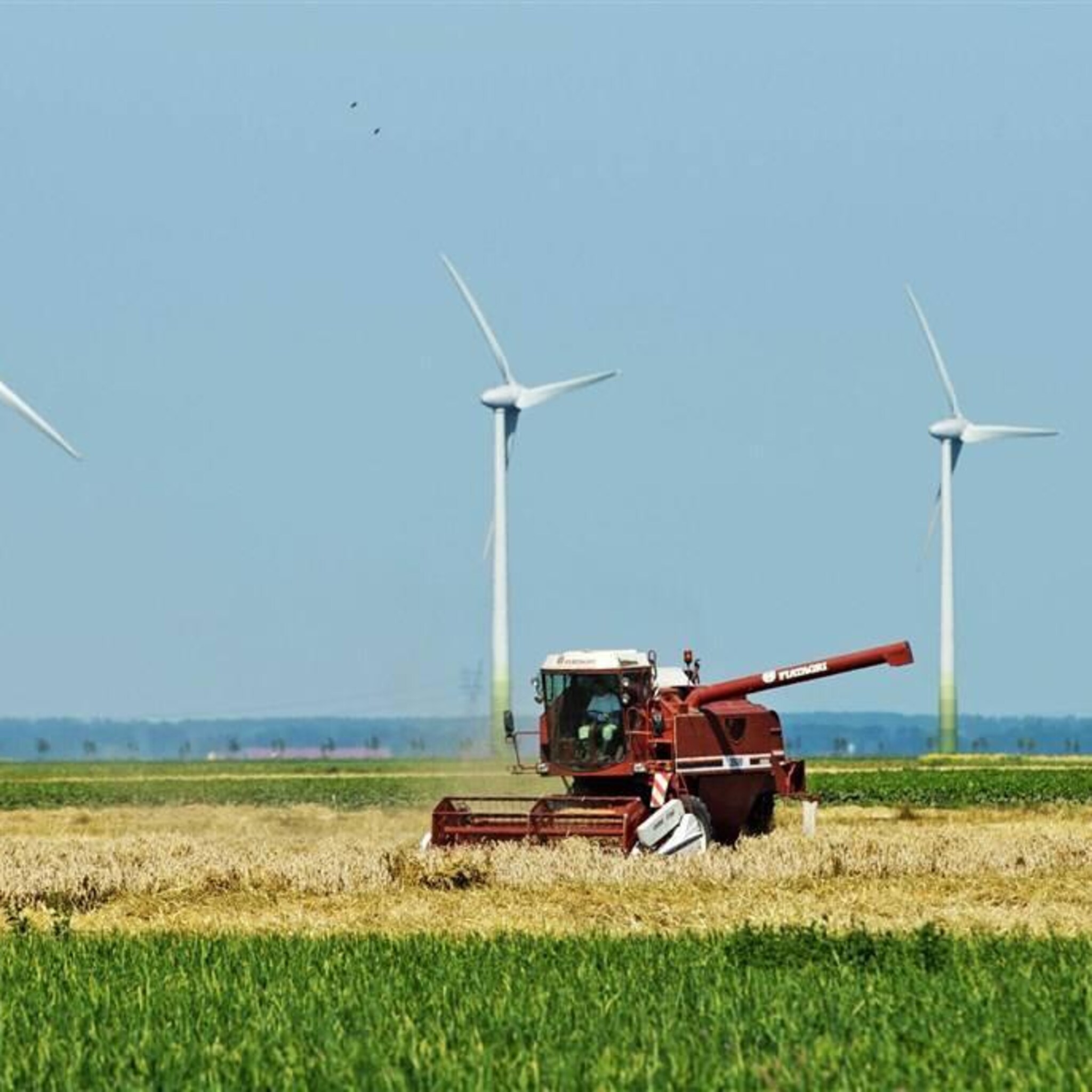 boeren oogstten veel meer nederlandse tarwe in moeilijk jaar
