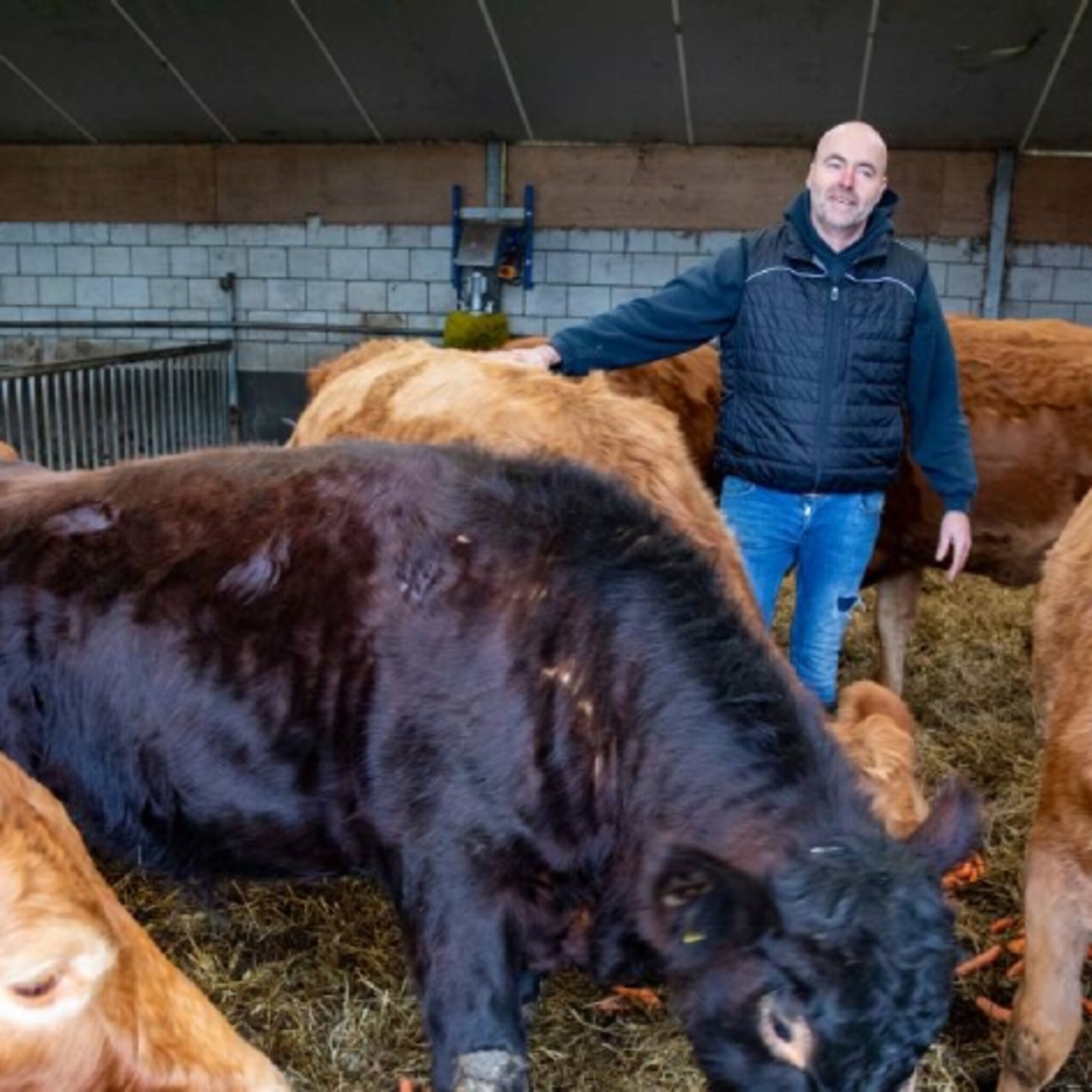 vlees zonder slachten brabantse leon wil eerste kweekvleesboer van nederland worden