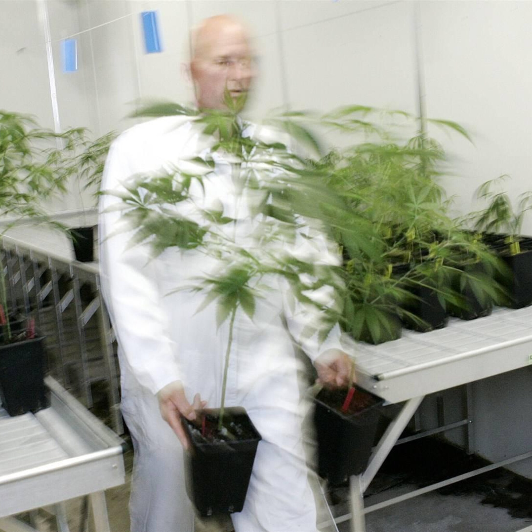 nederlandse cannabisteler bedrocan breidt uit naar denemarken