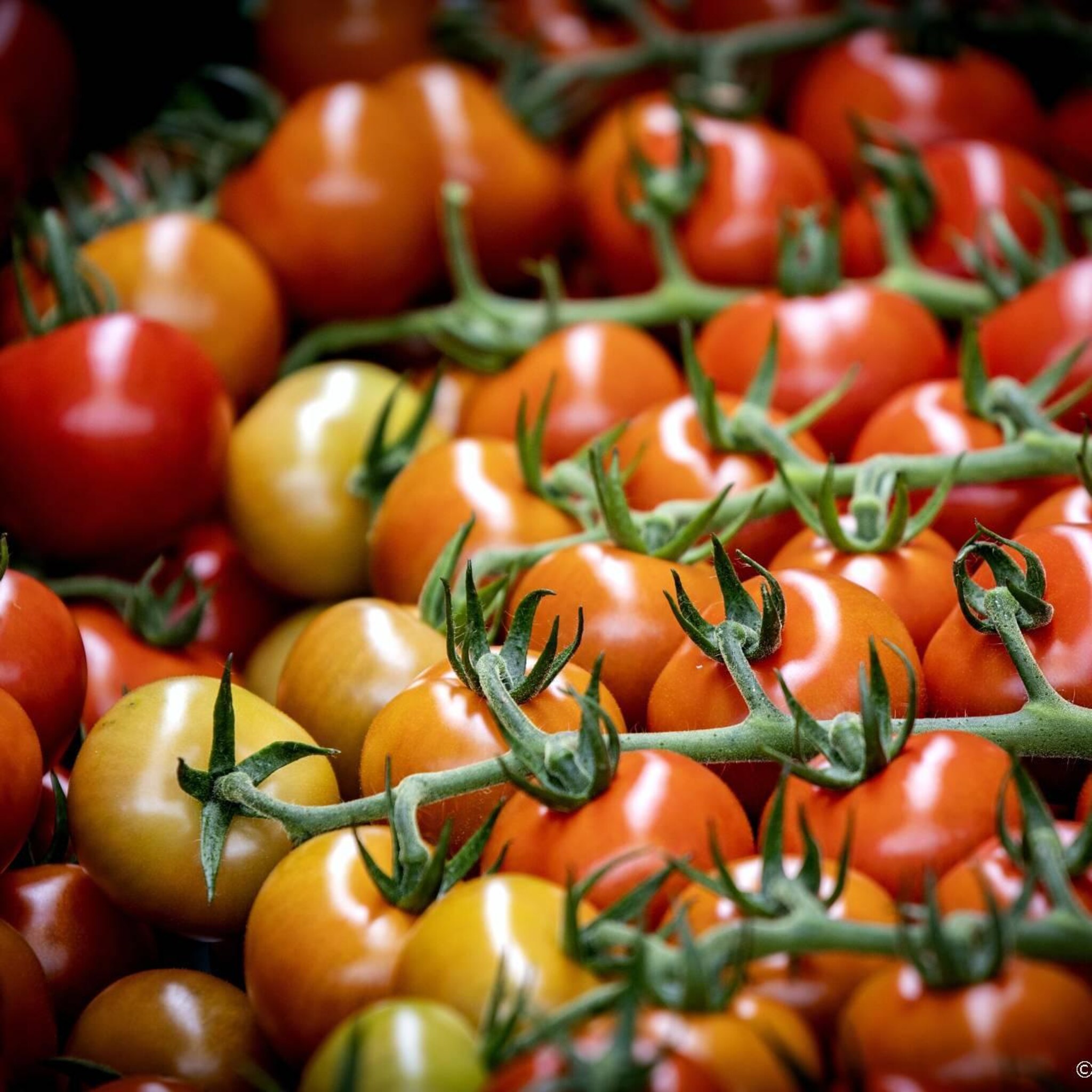 deskundigen verwachten duurdere tomaten in de winter