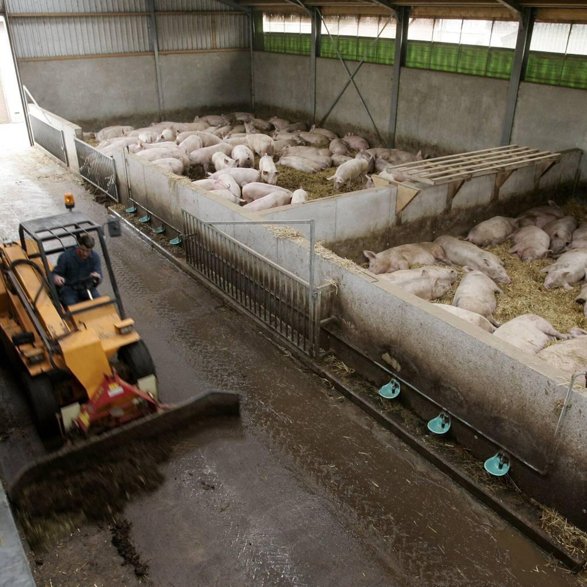 melkveehouder profiteert van inflatie schade voor plantenteler