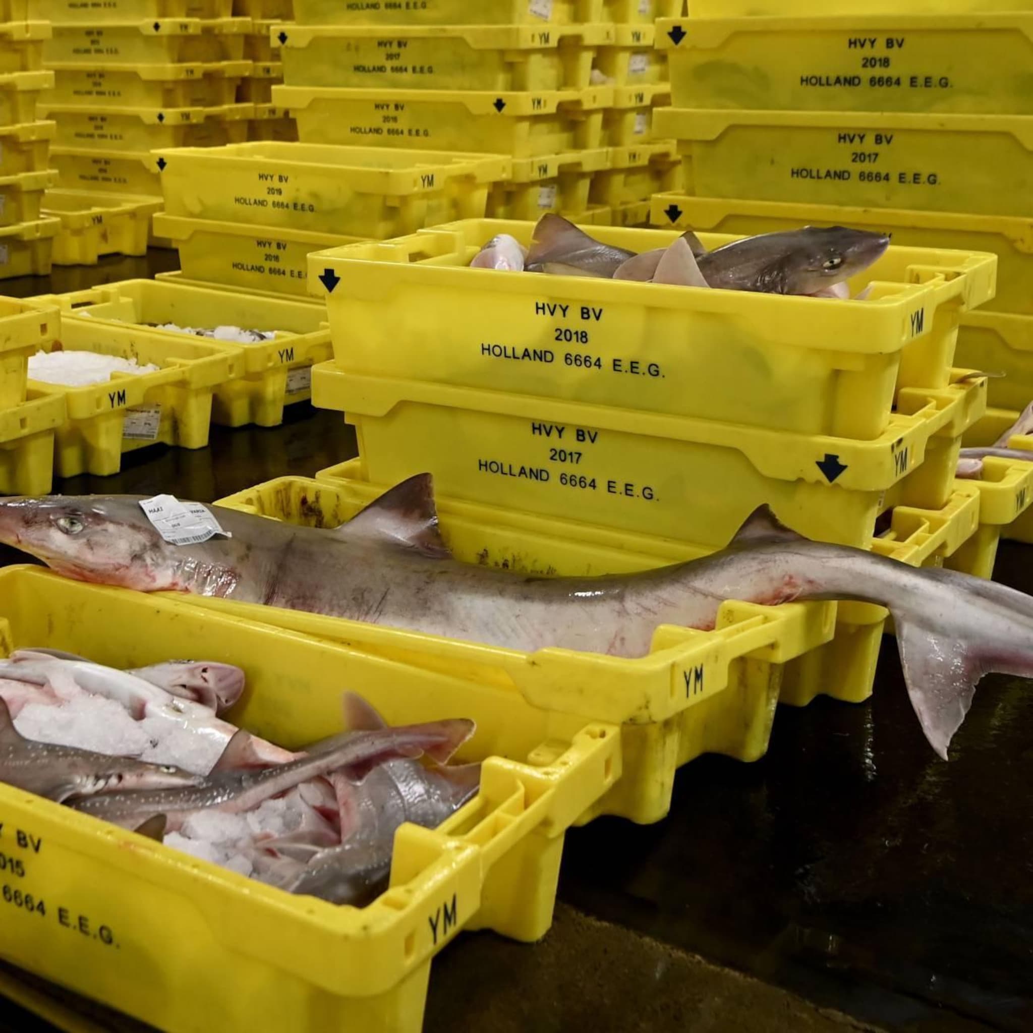 cbs vissers brachten vorig jaar meer vis naar nederlandse havens