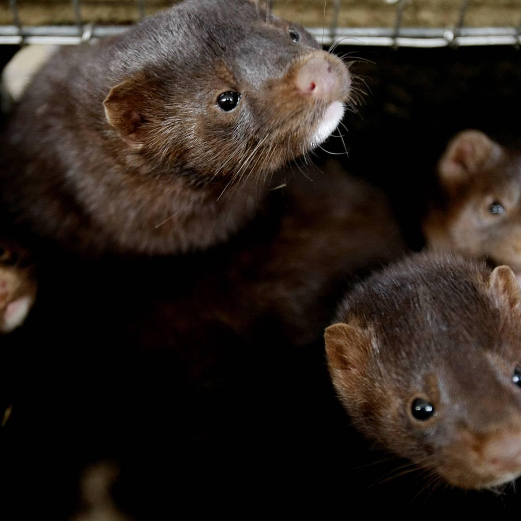 duizenden nertsen op weg naar denemarken voor herstart fok